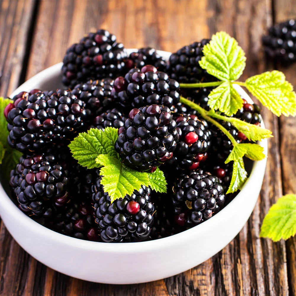 Triple_Crown_Blackberry_2.webp