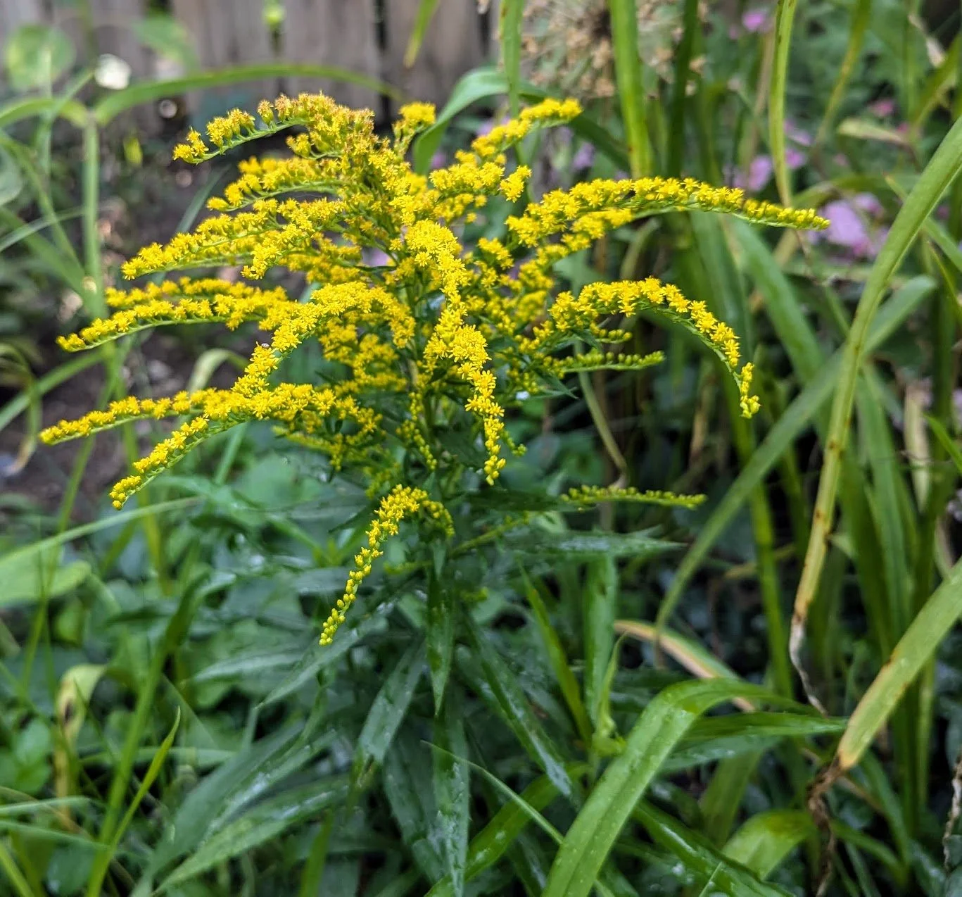 Canada Golden Rod (Solidago Canadensis) in One-gallon Pots