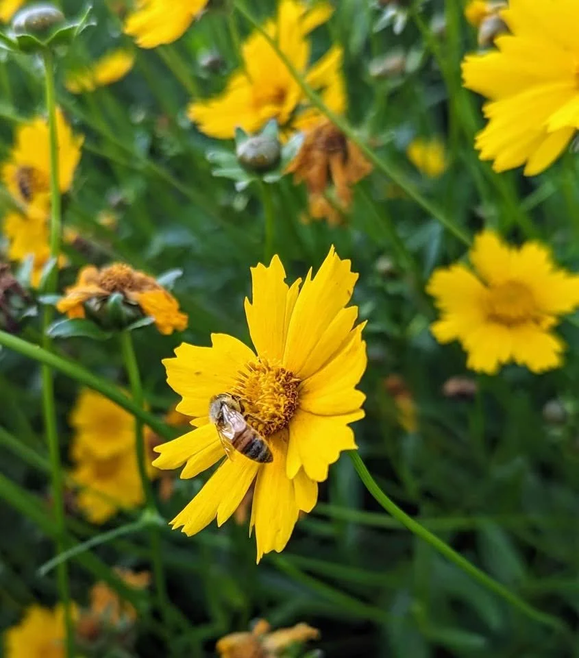 Close-up of a honey bee collecting pollen on a bright yellow flower, with several similar flowers in the background.