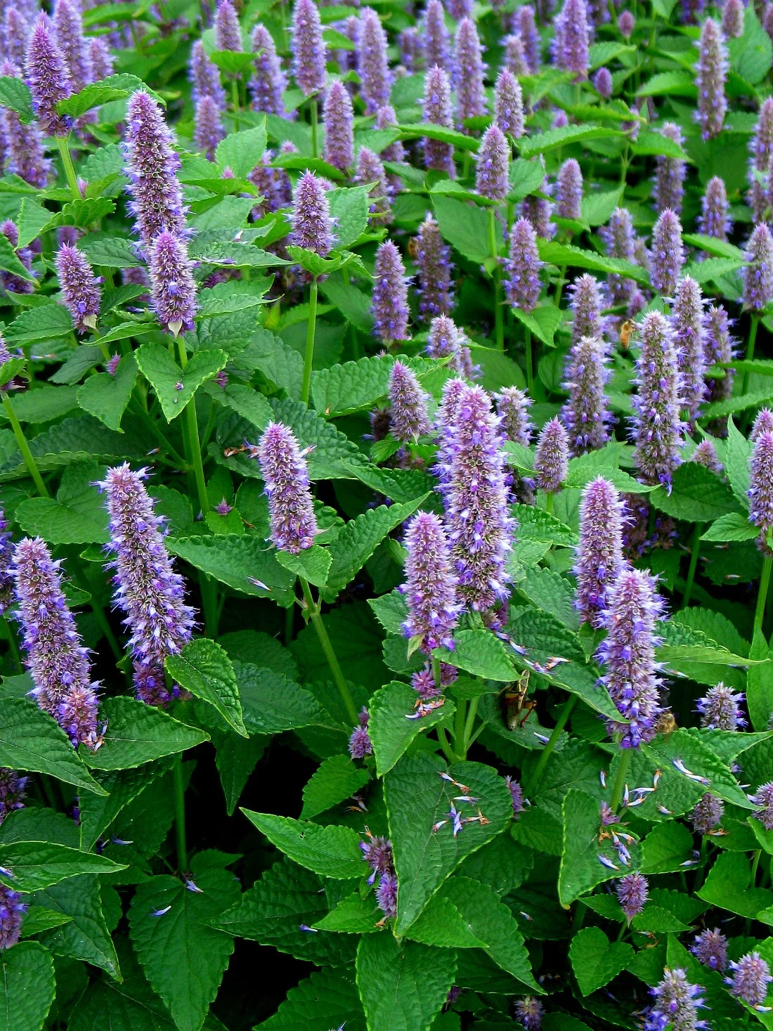 Anise Hyssop (Agastache) in One-Gallon Pots