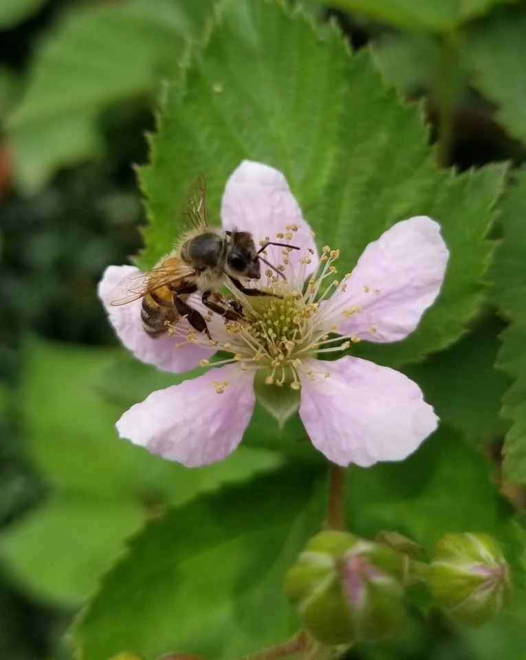 491754250_1176638350511146_7029443000513782032_n (1).jpg