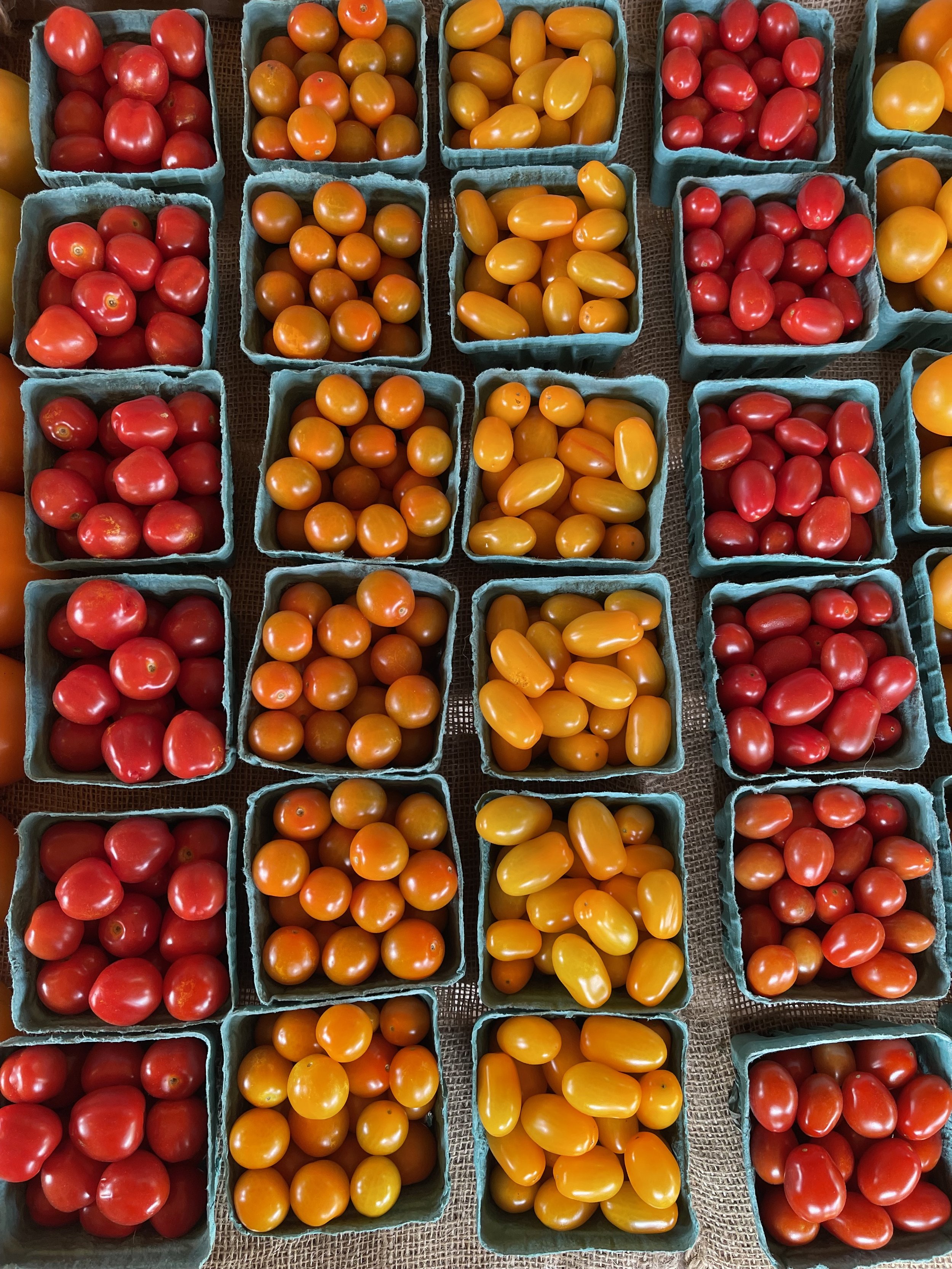 Assorted cherry and grape tomatoes in blue cartons, featuring red and yellow varieties, arranged in rows.
