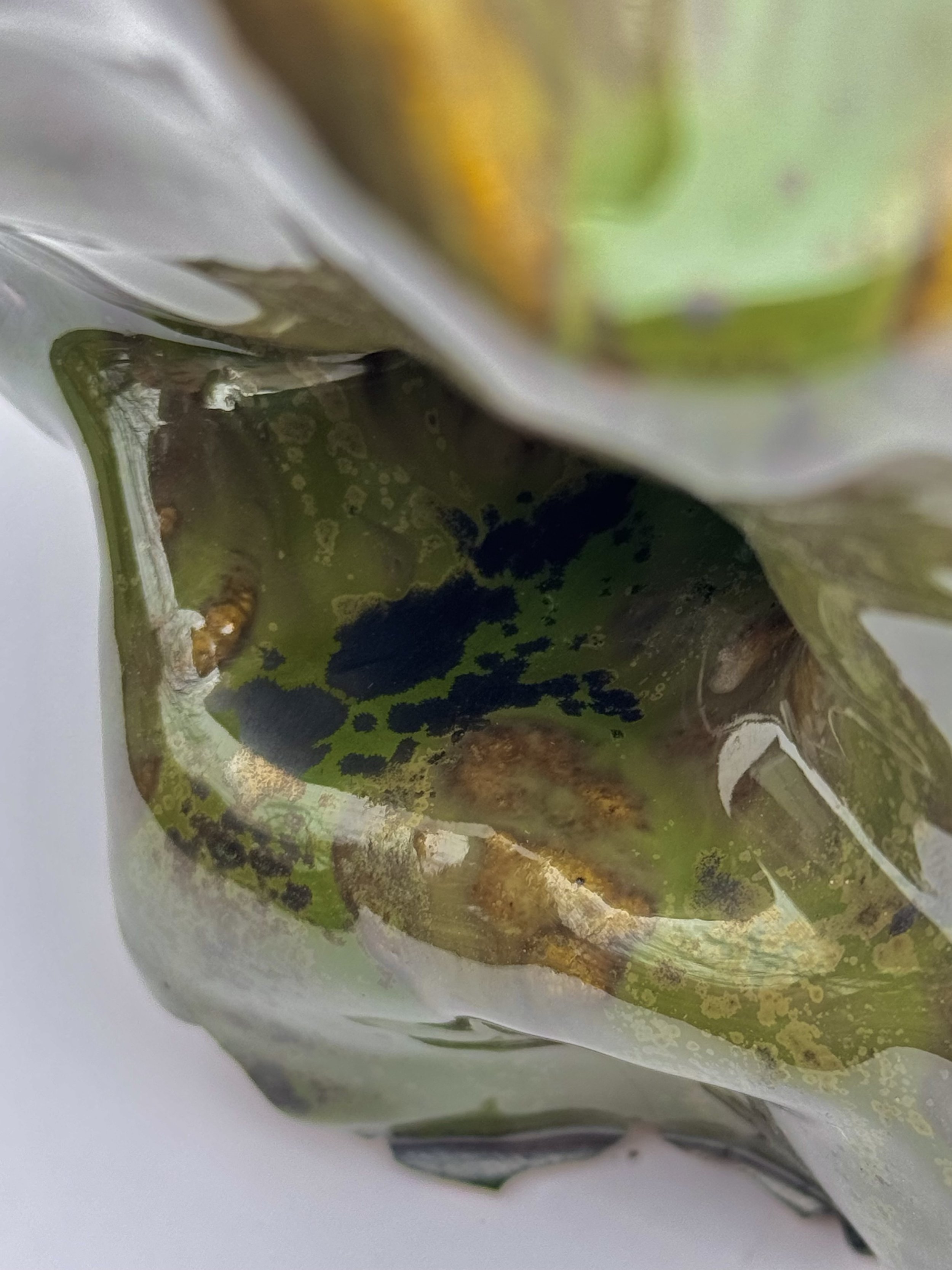 The Frog