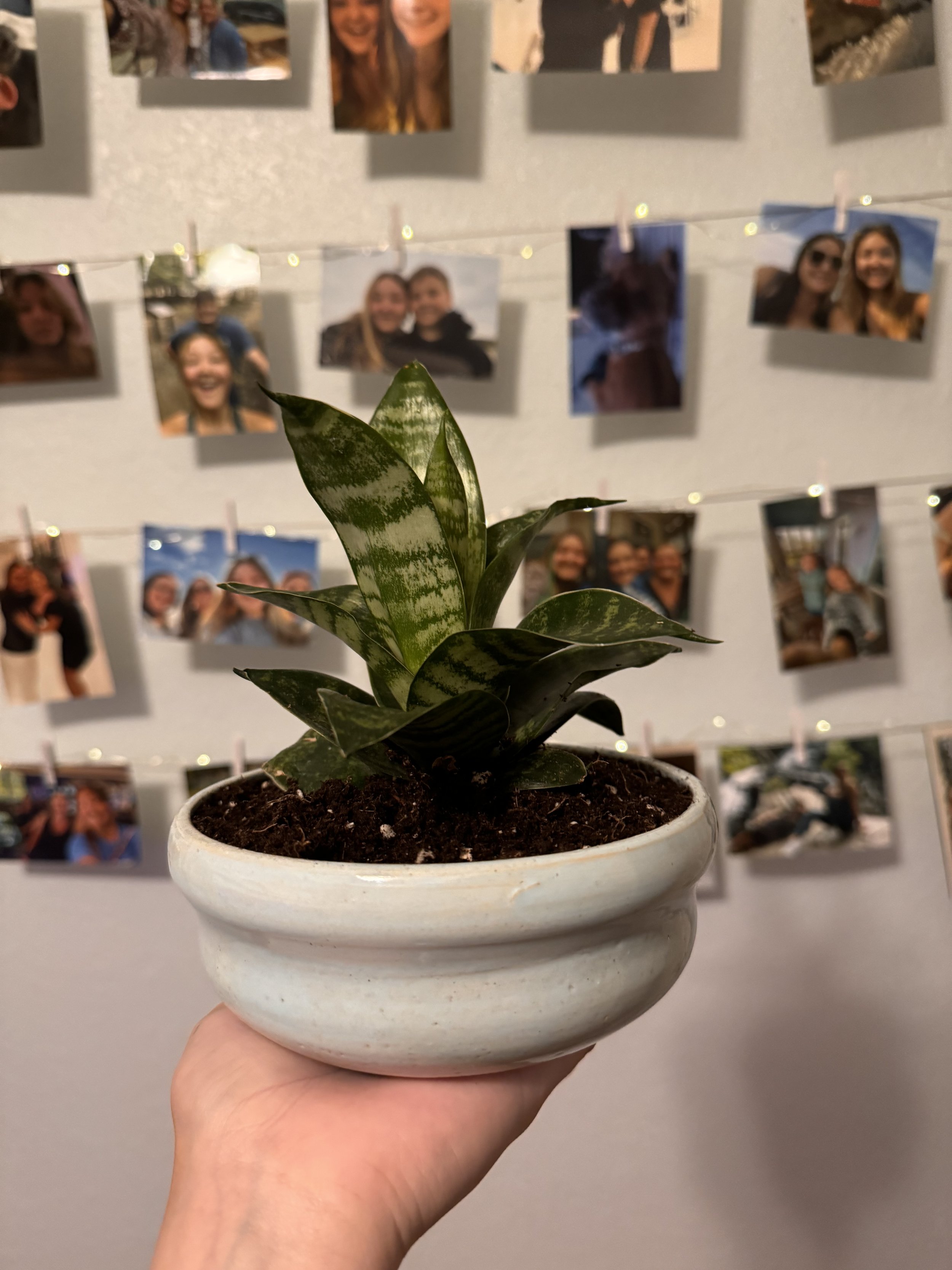 Planter in my room