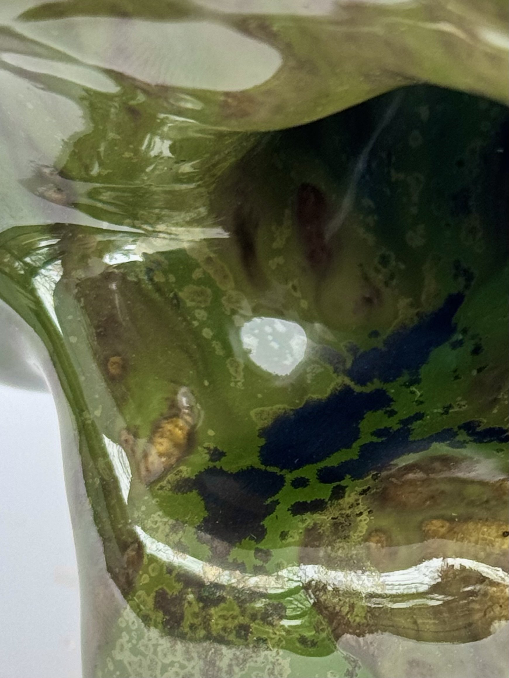 The Frog