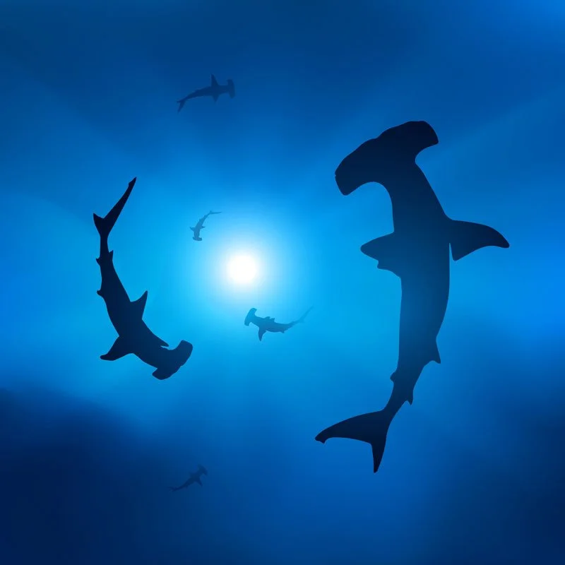 view underneath 2 sharks circling in ocean