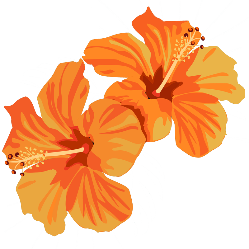 2 orange hibiscus flowers