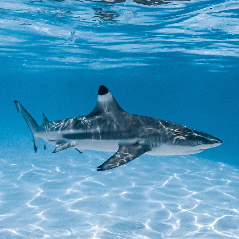 Black tip shark swimming in clear water