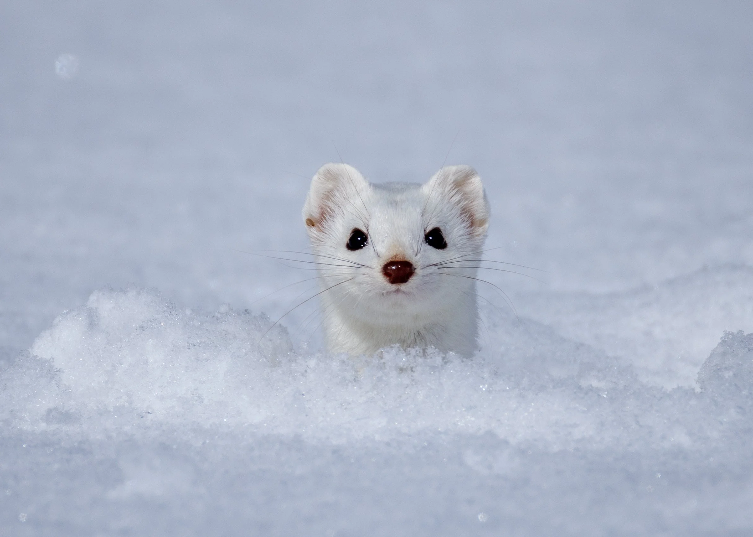 Ermine