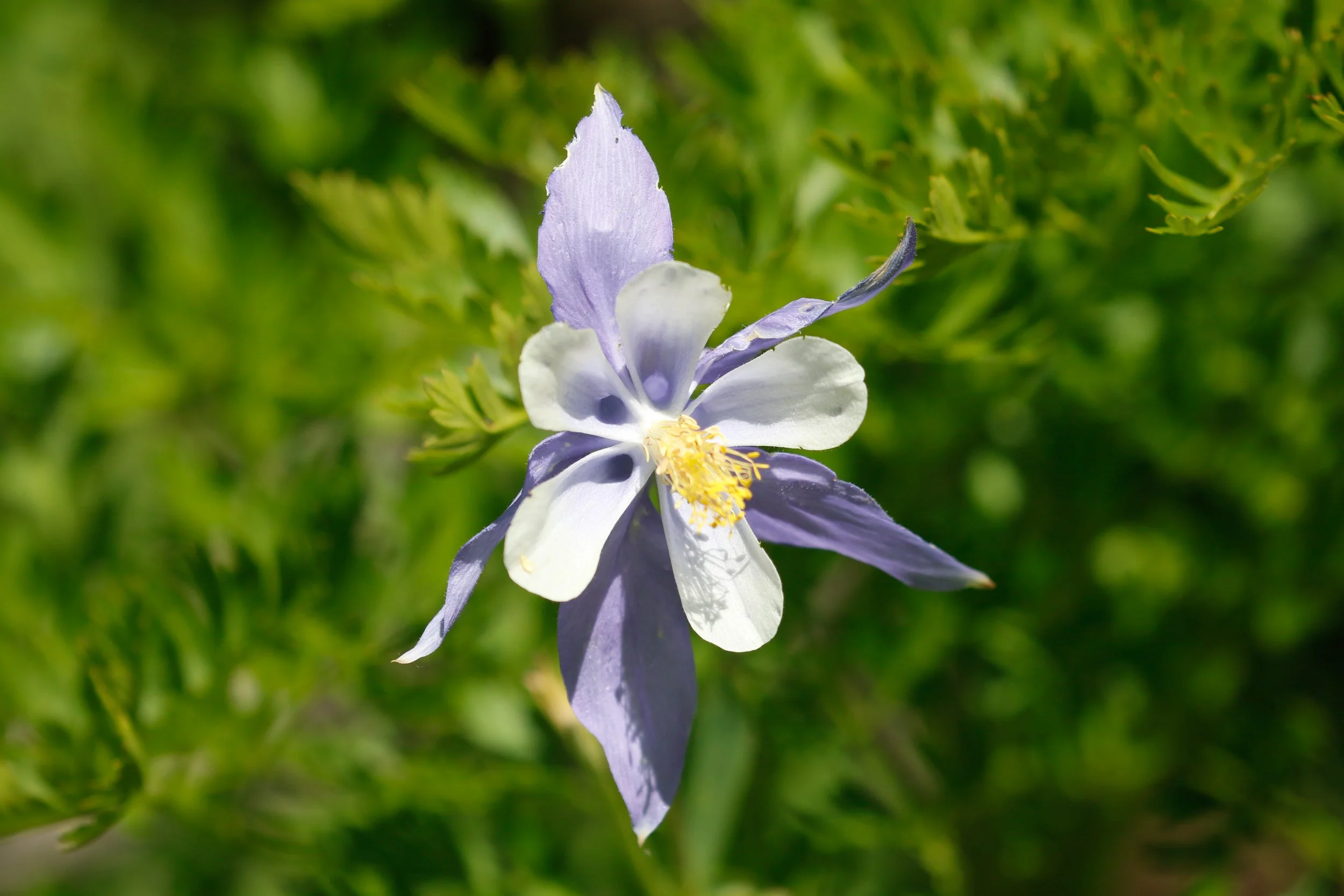 Blue columbine
