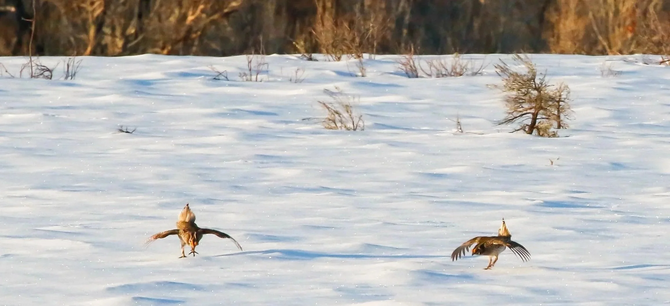 Grouse dancing tour
