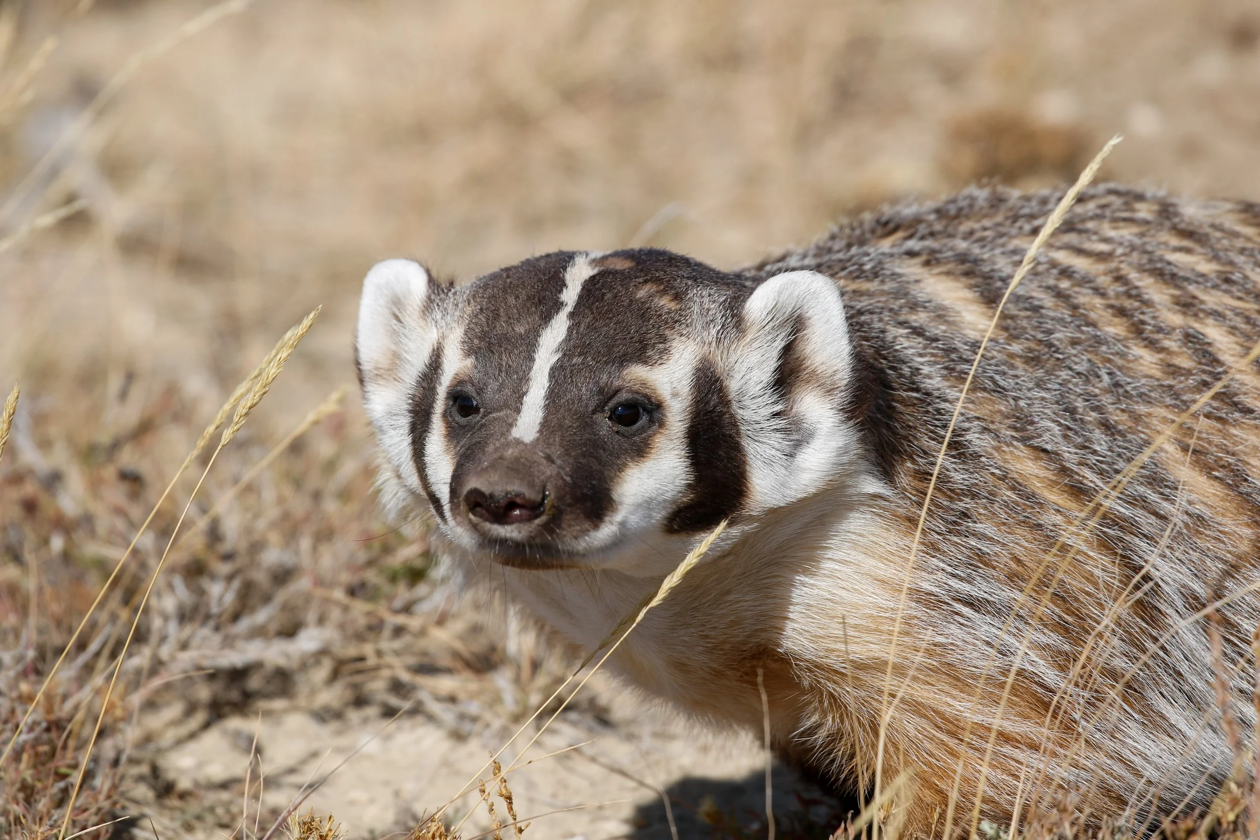 Badger