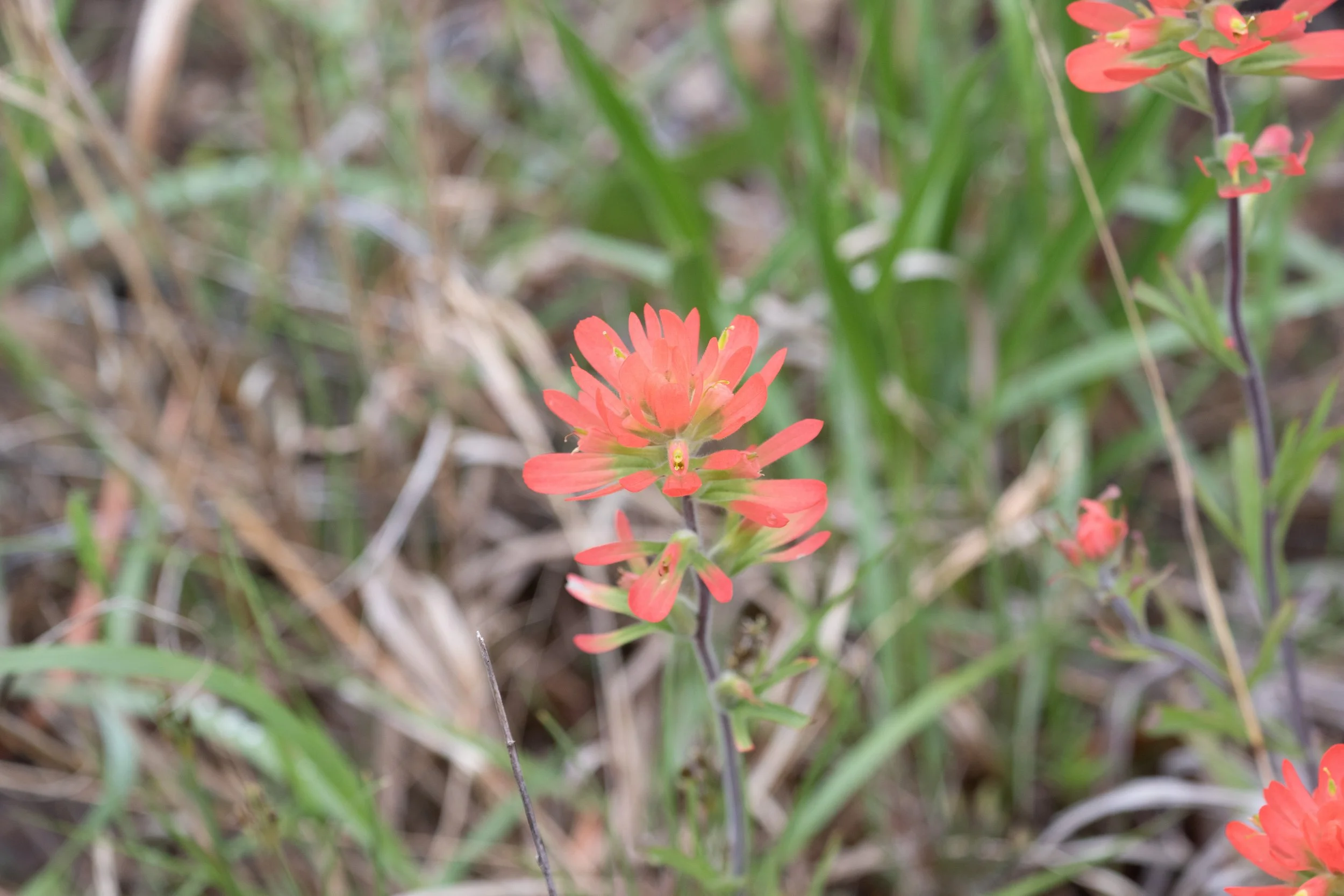 Indian paintbrush