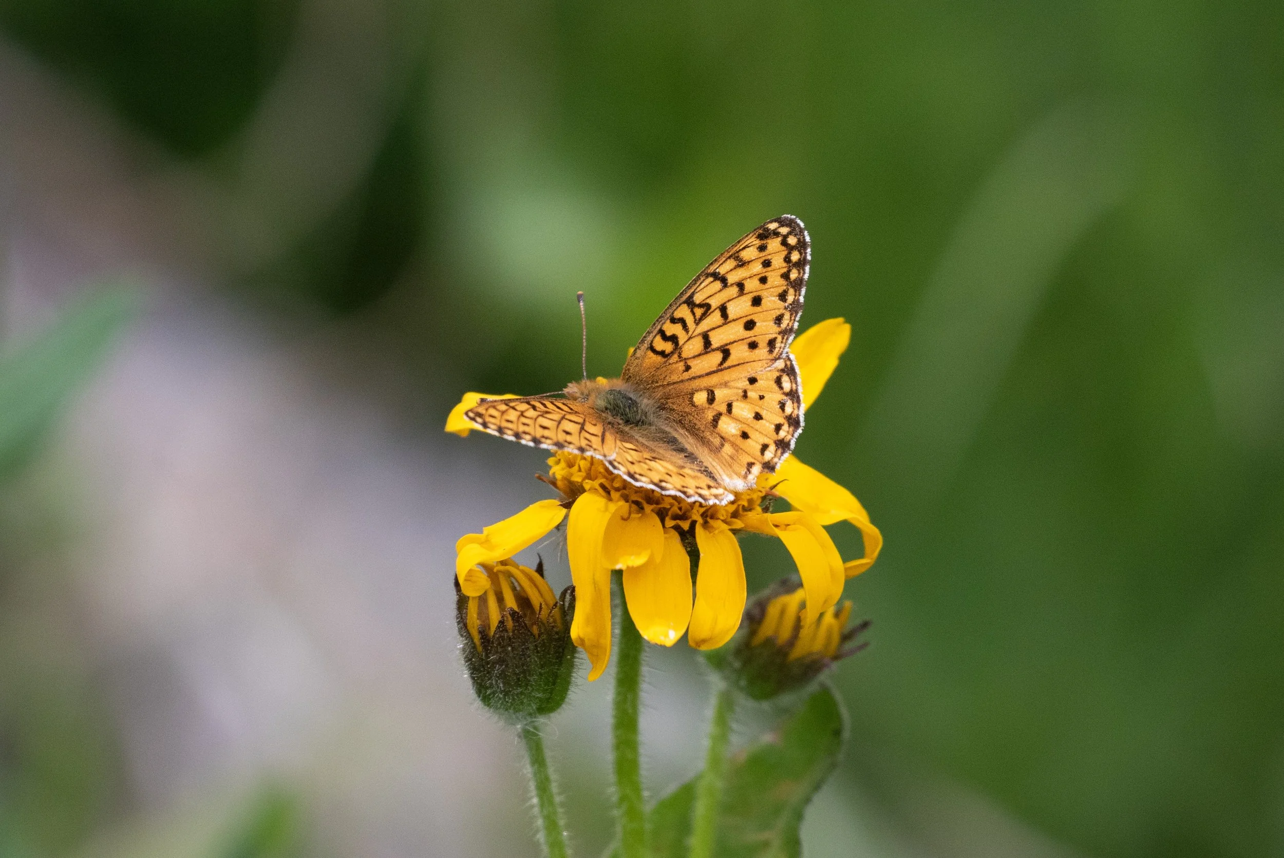 Senecio with Fritillary Butterfly