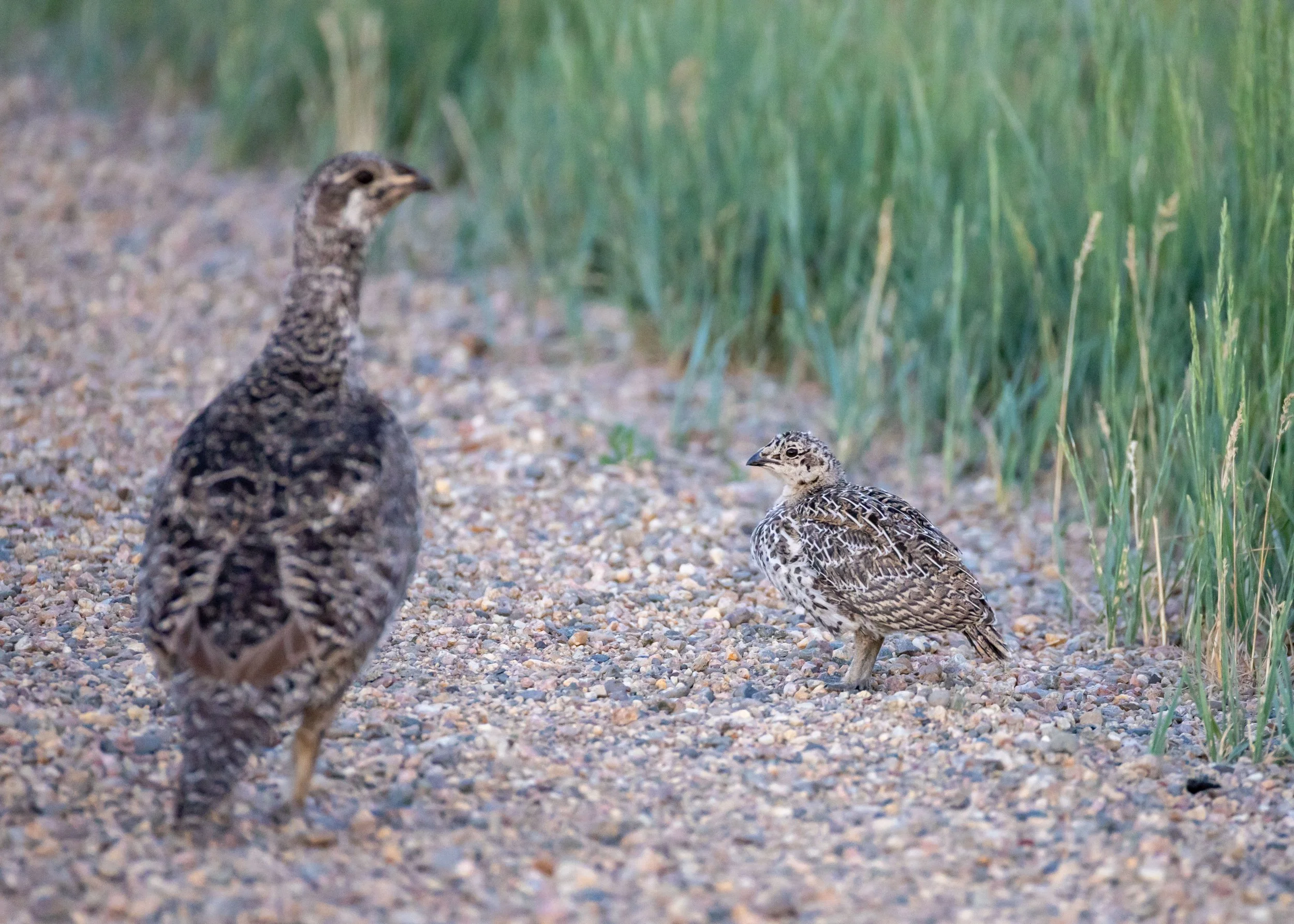 Greater sage-grouse