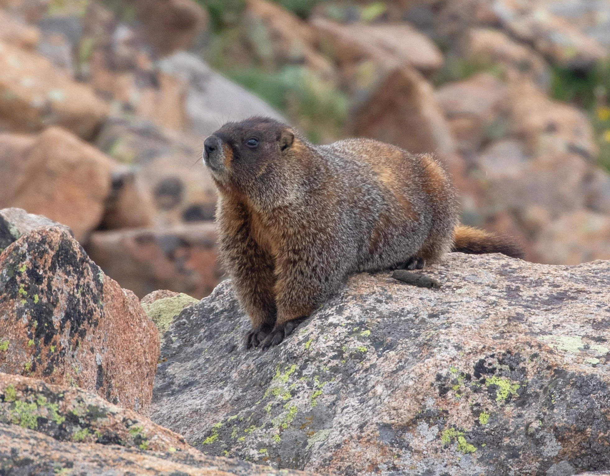 Yellow-bellied marmot