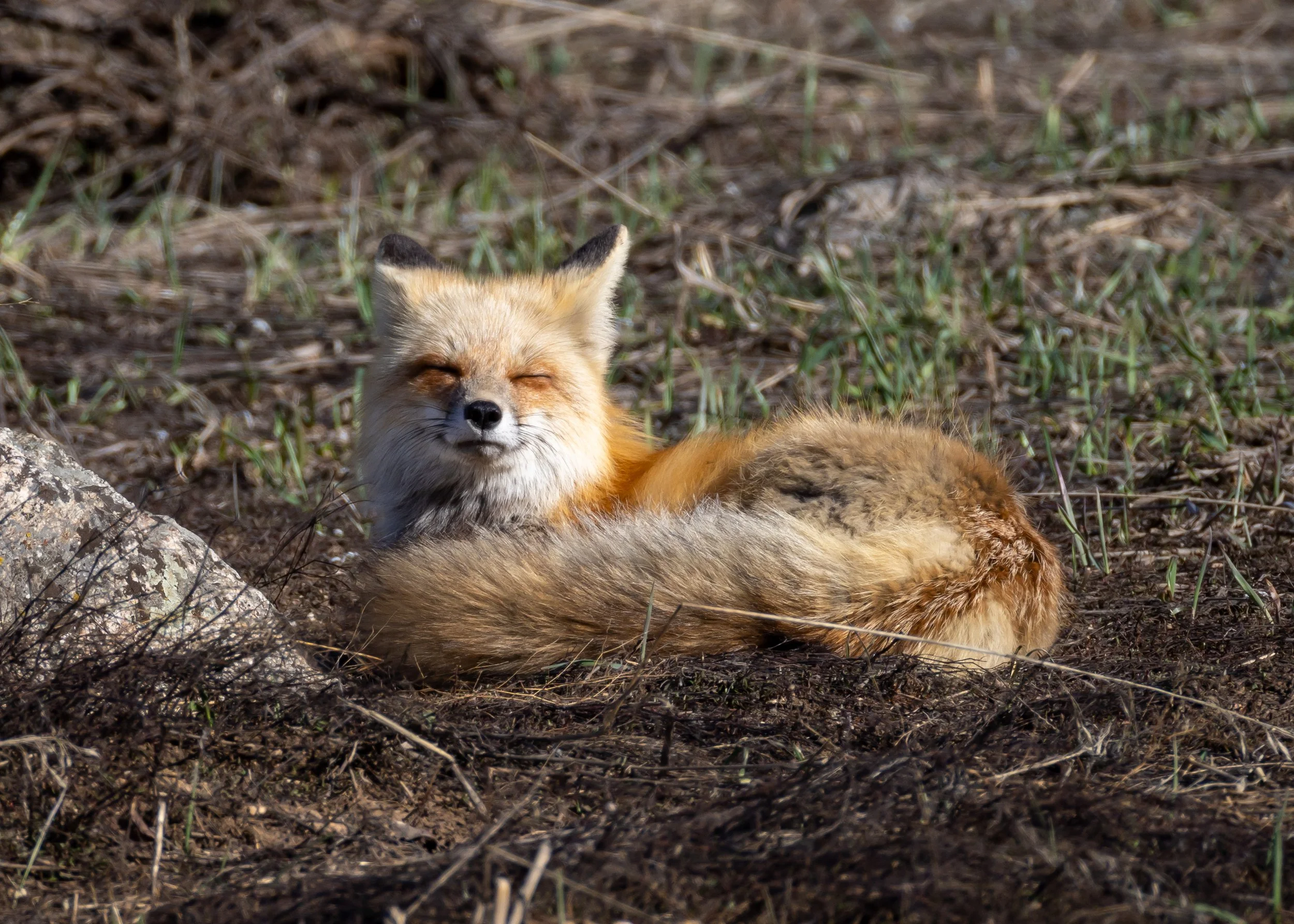 Red fox