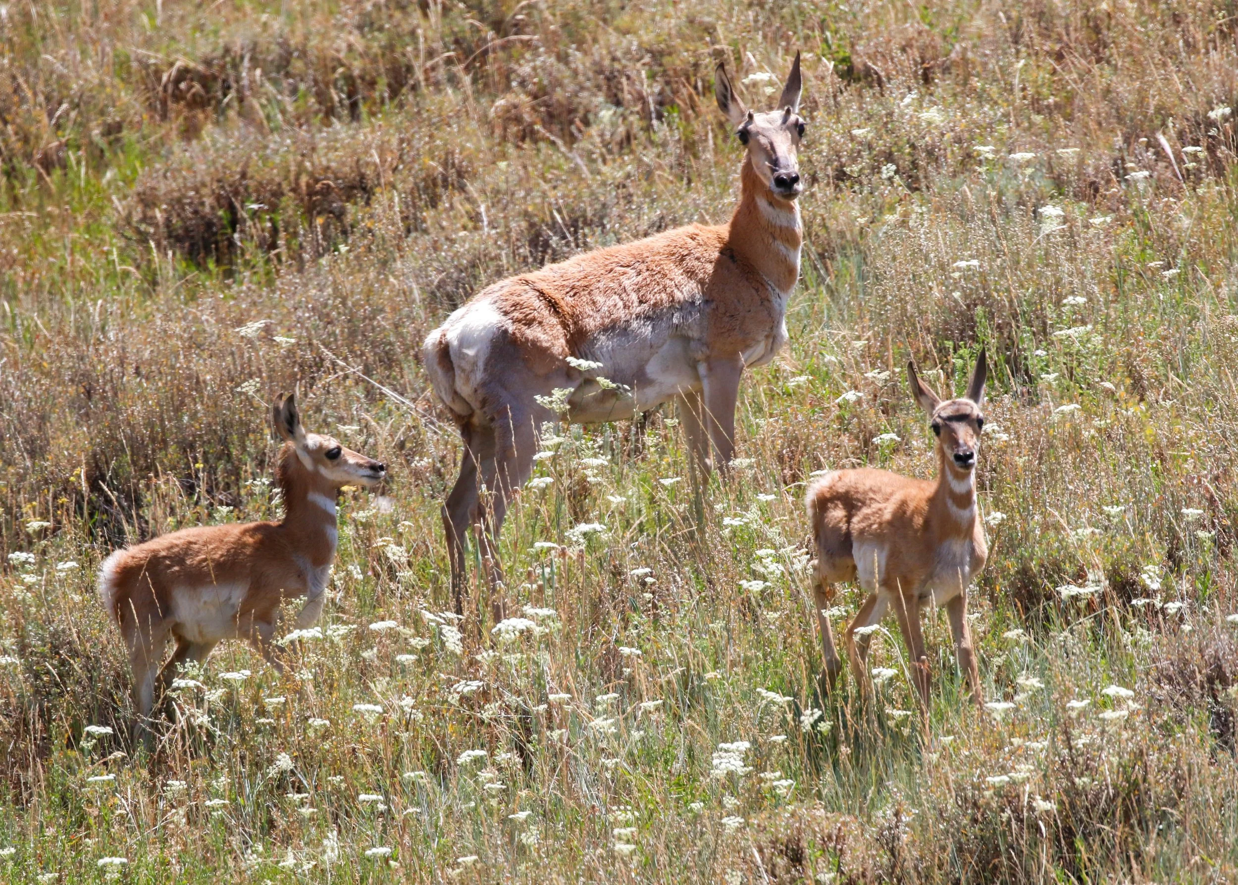 Pronghorn