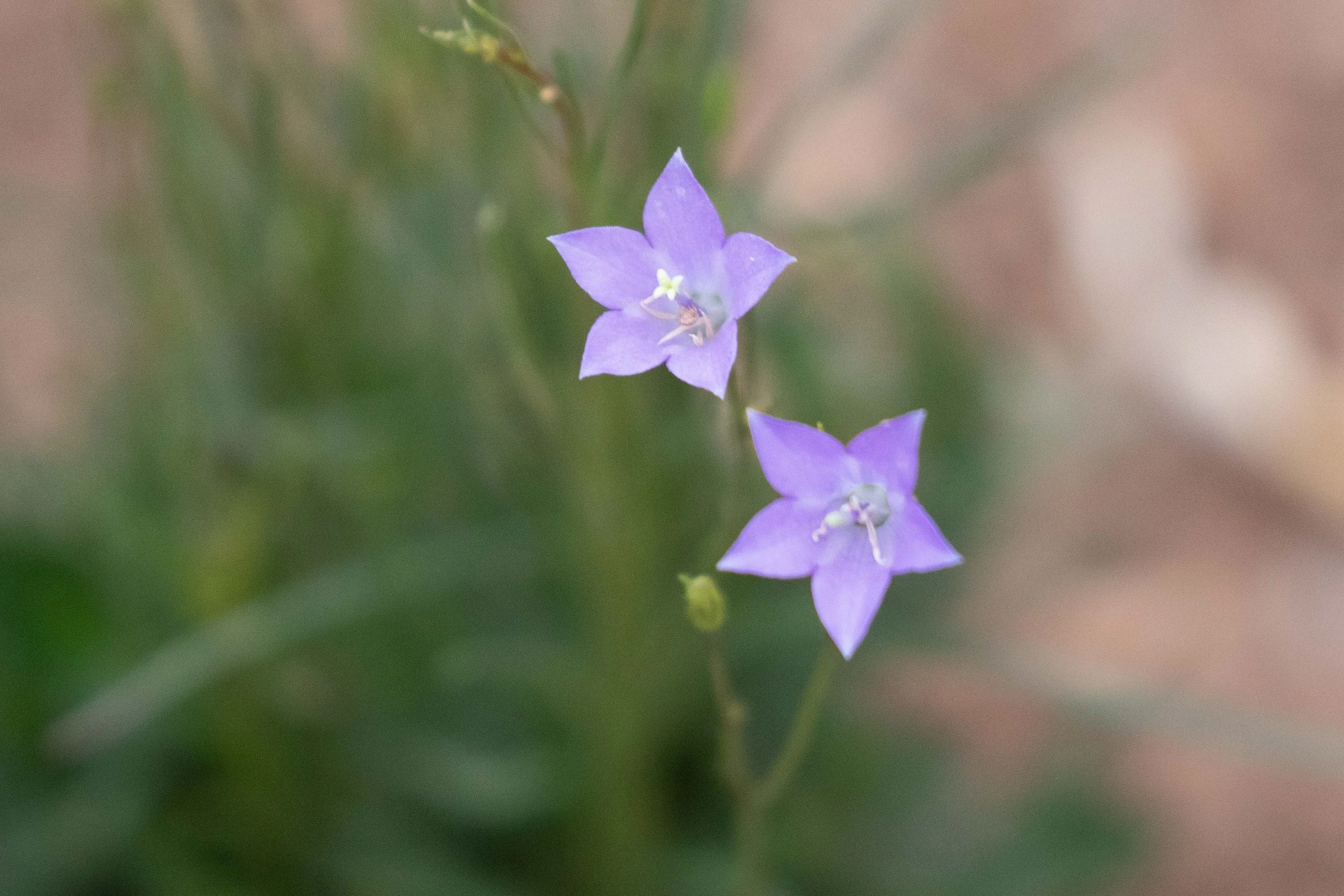 Harebell