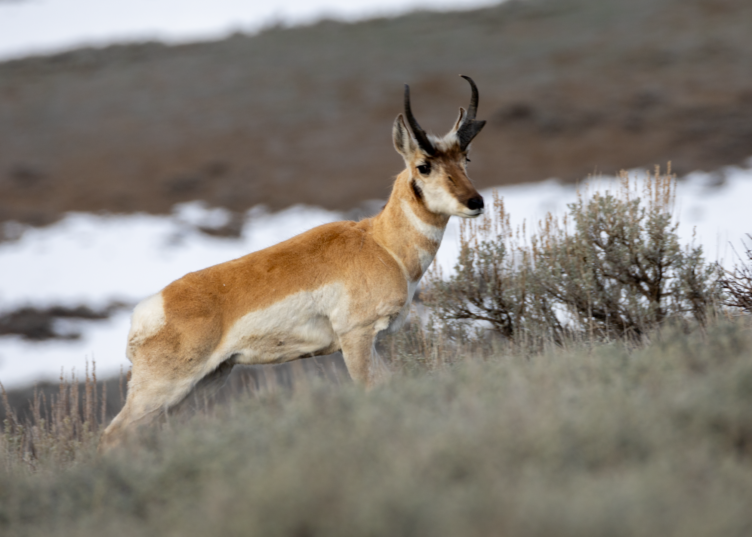Pronghorn