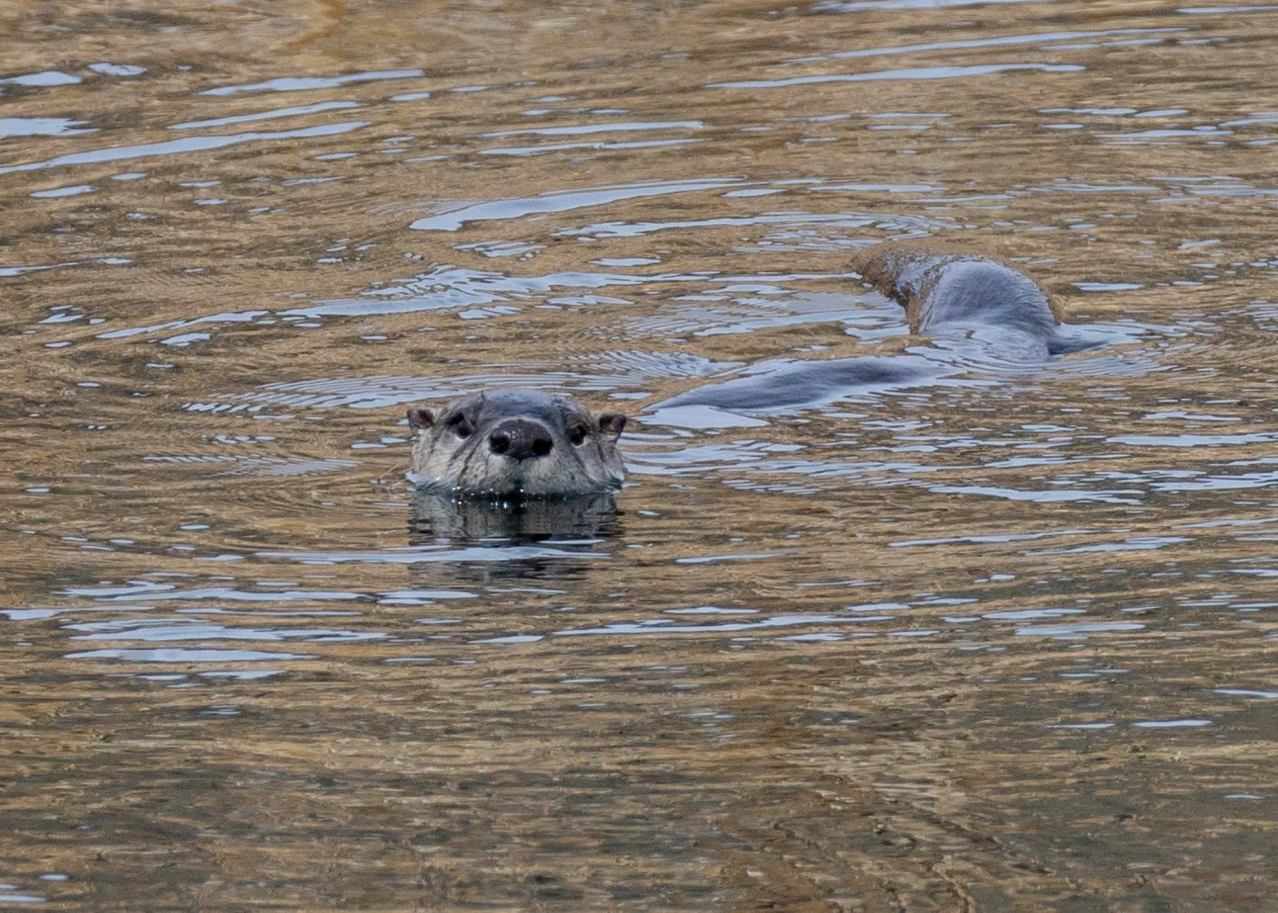 River otter