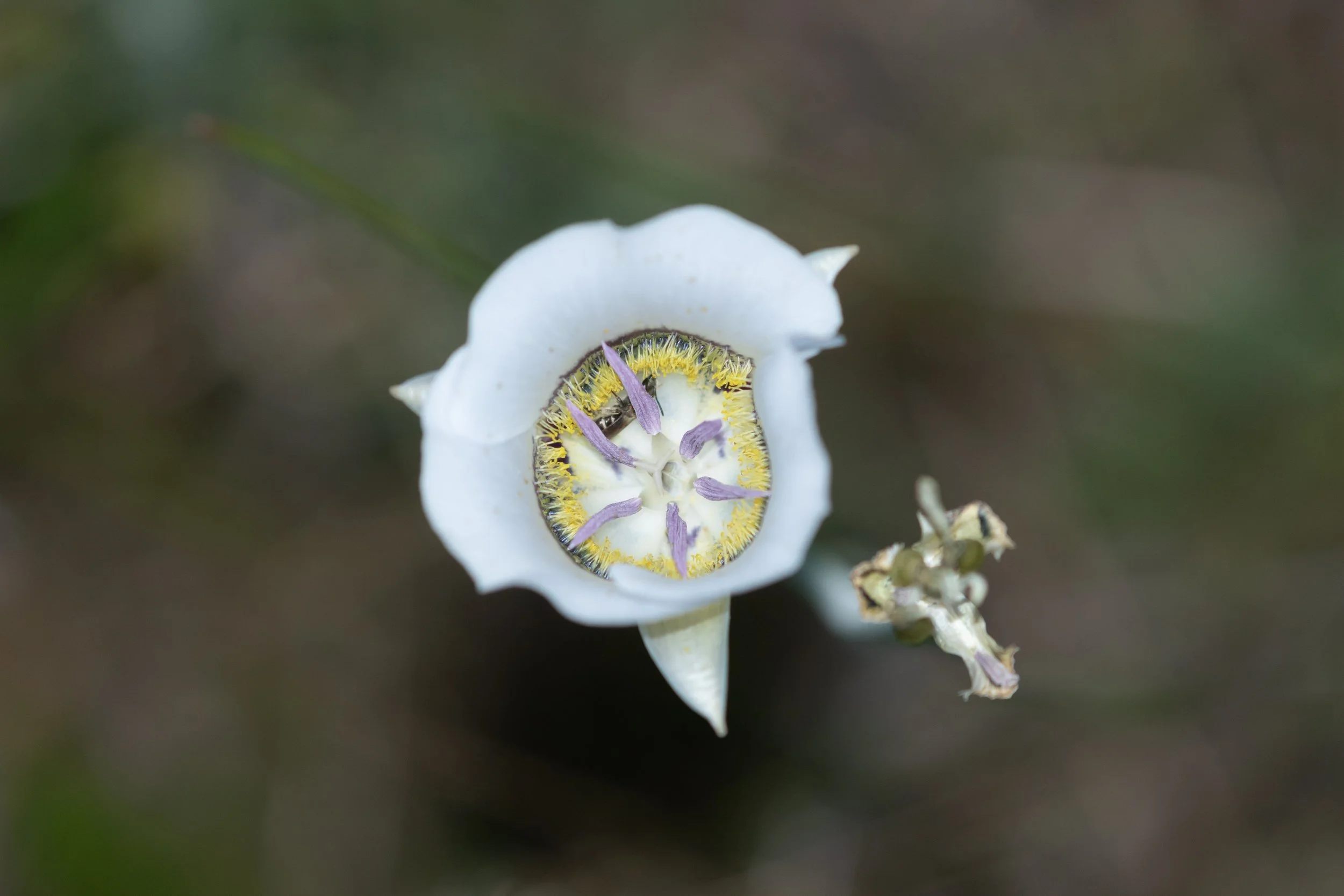 Gunnison's mariposa lily