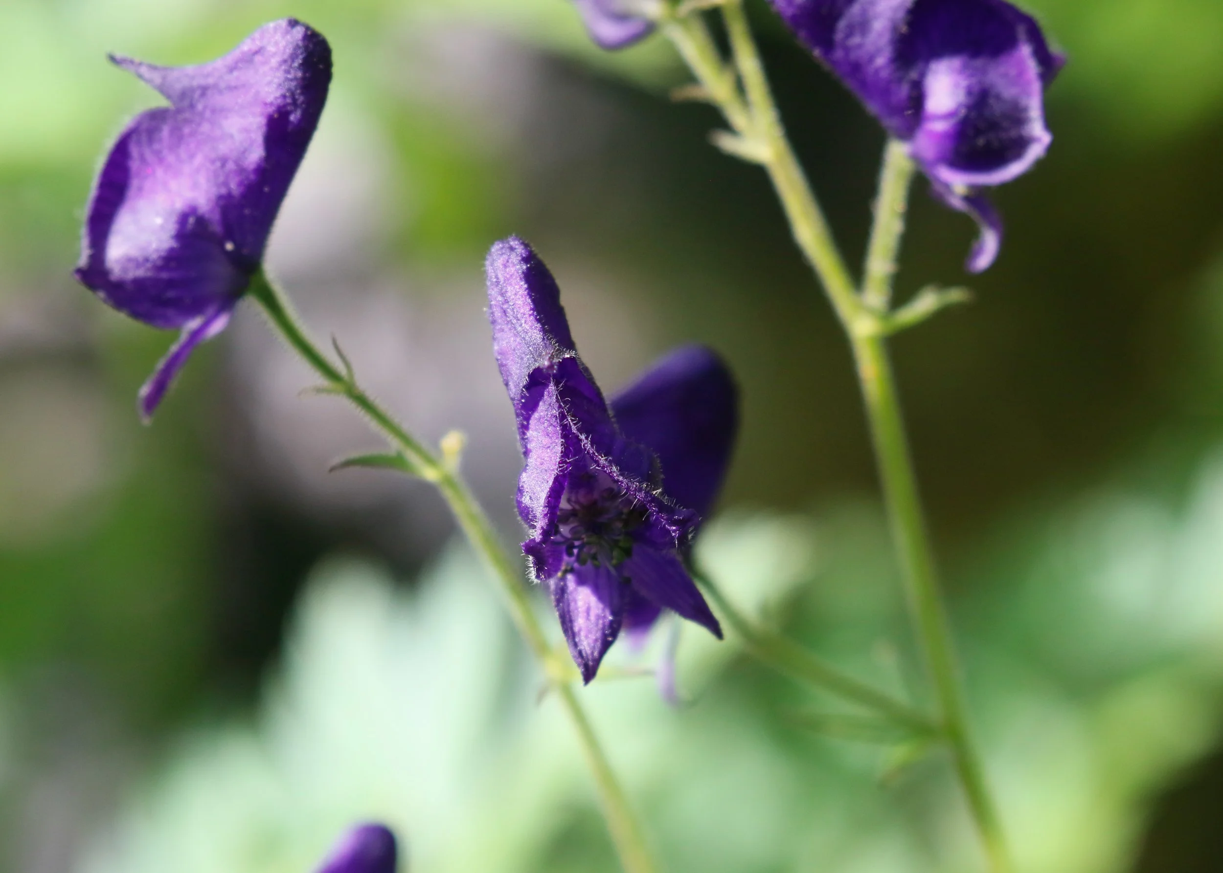 Monkshood