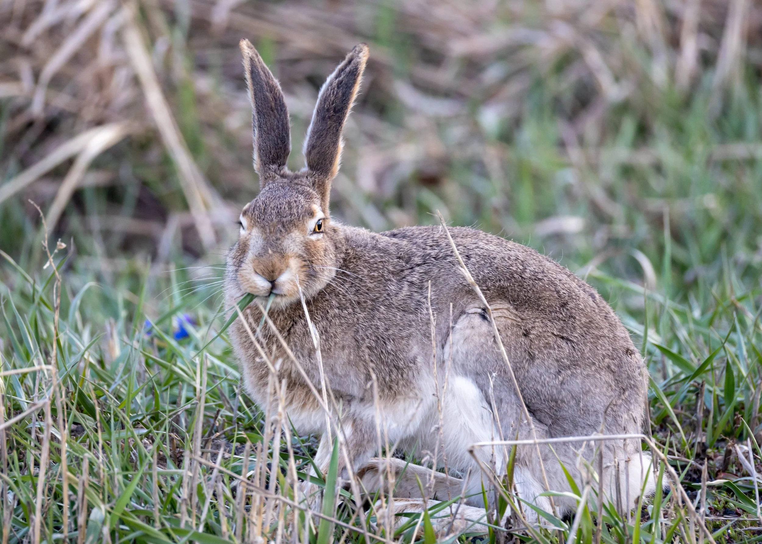 White-tailed jackrabbit