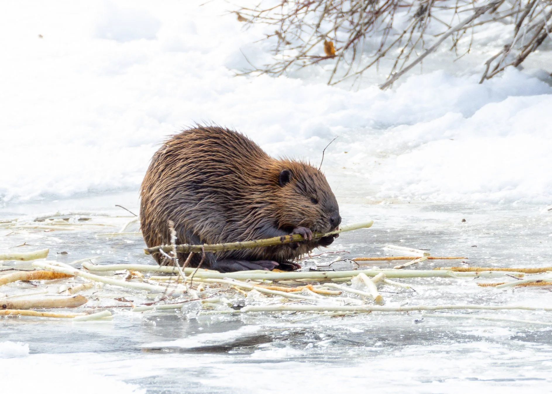 Beaver