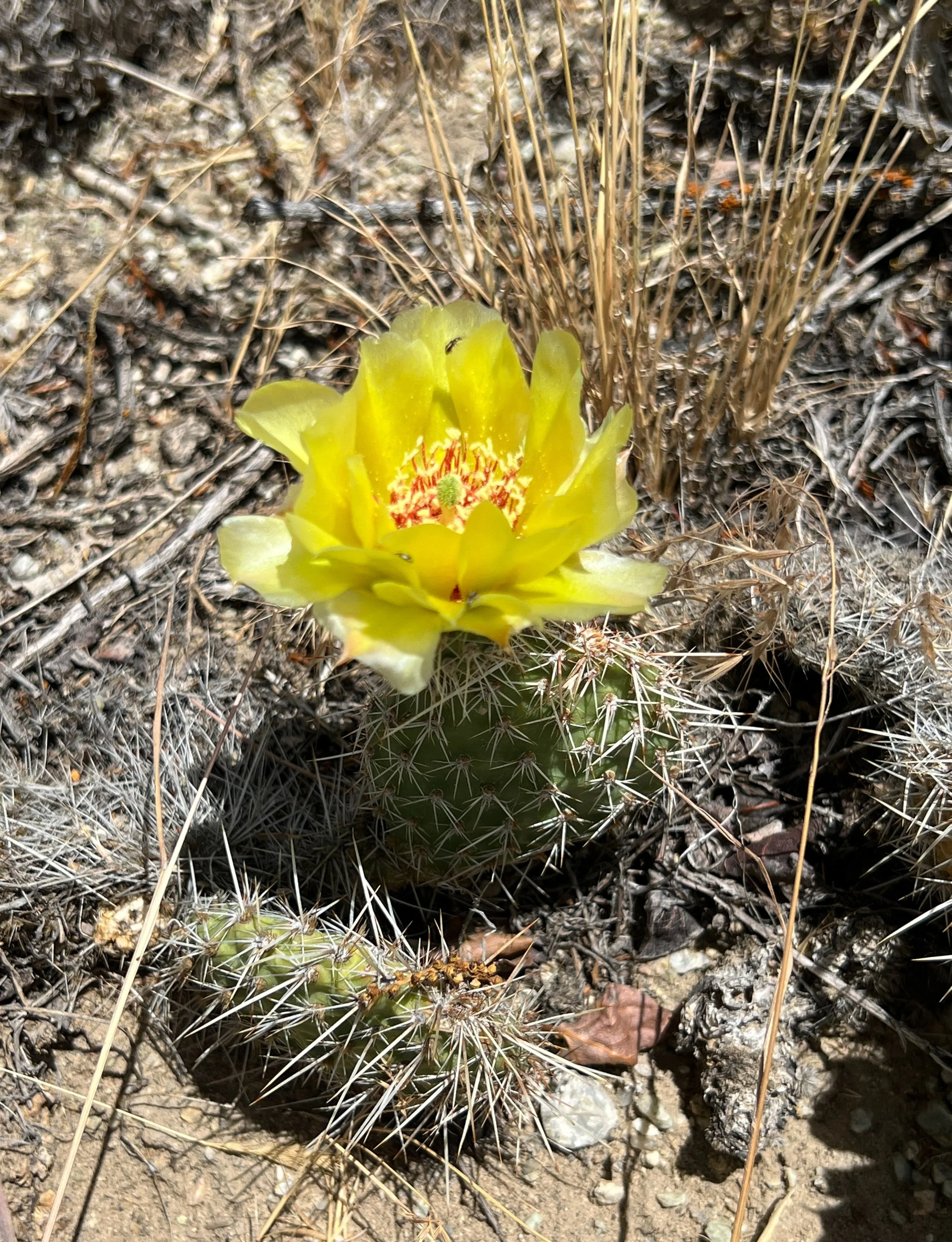 Prickly pear