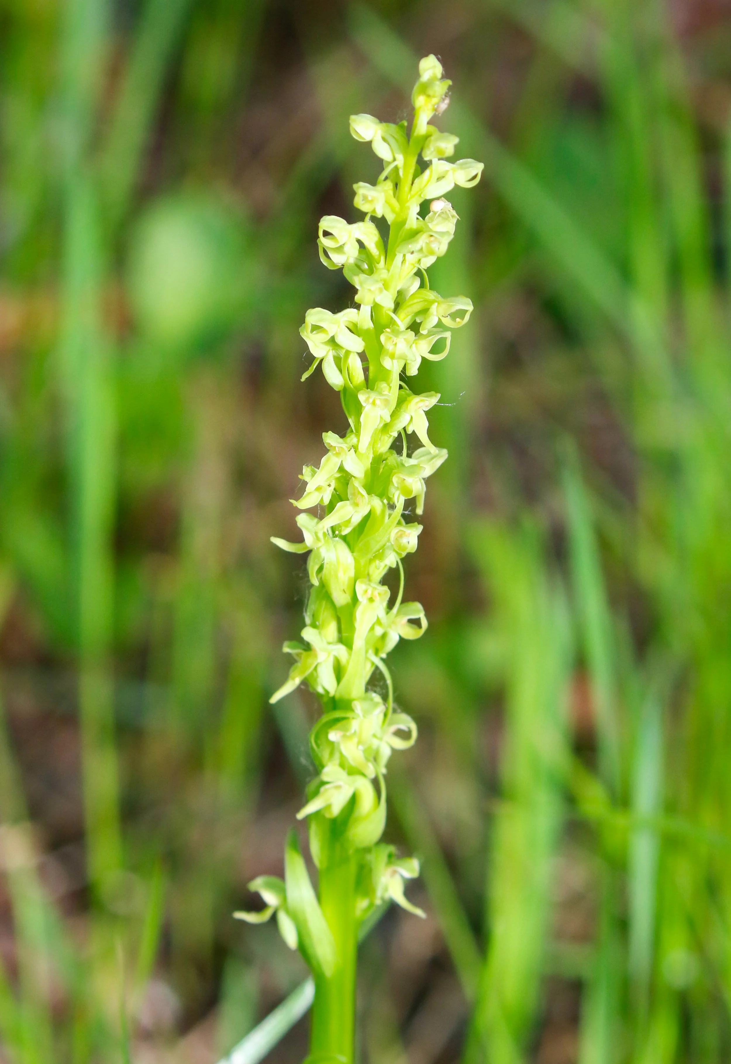 Green bog orchid