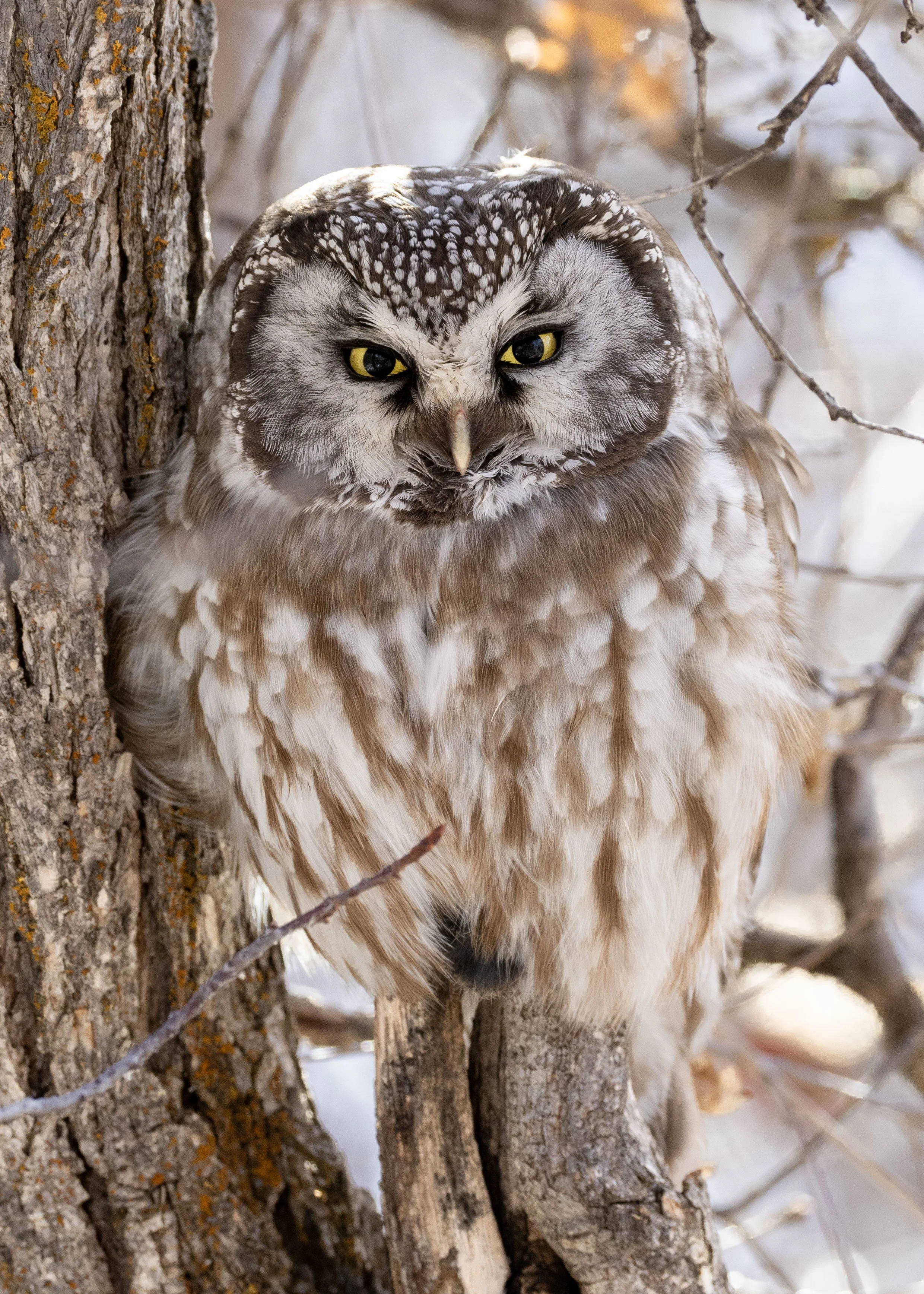 Boreal Owl seen on Colorado Grouse Tours birding tour.
