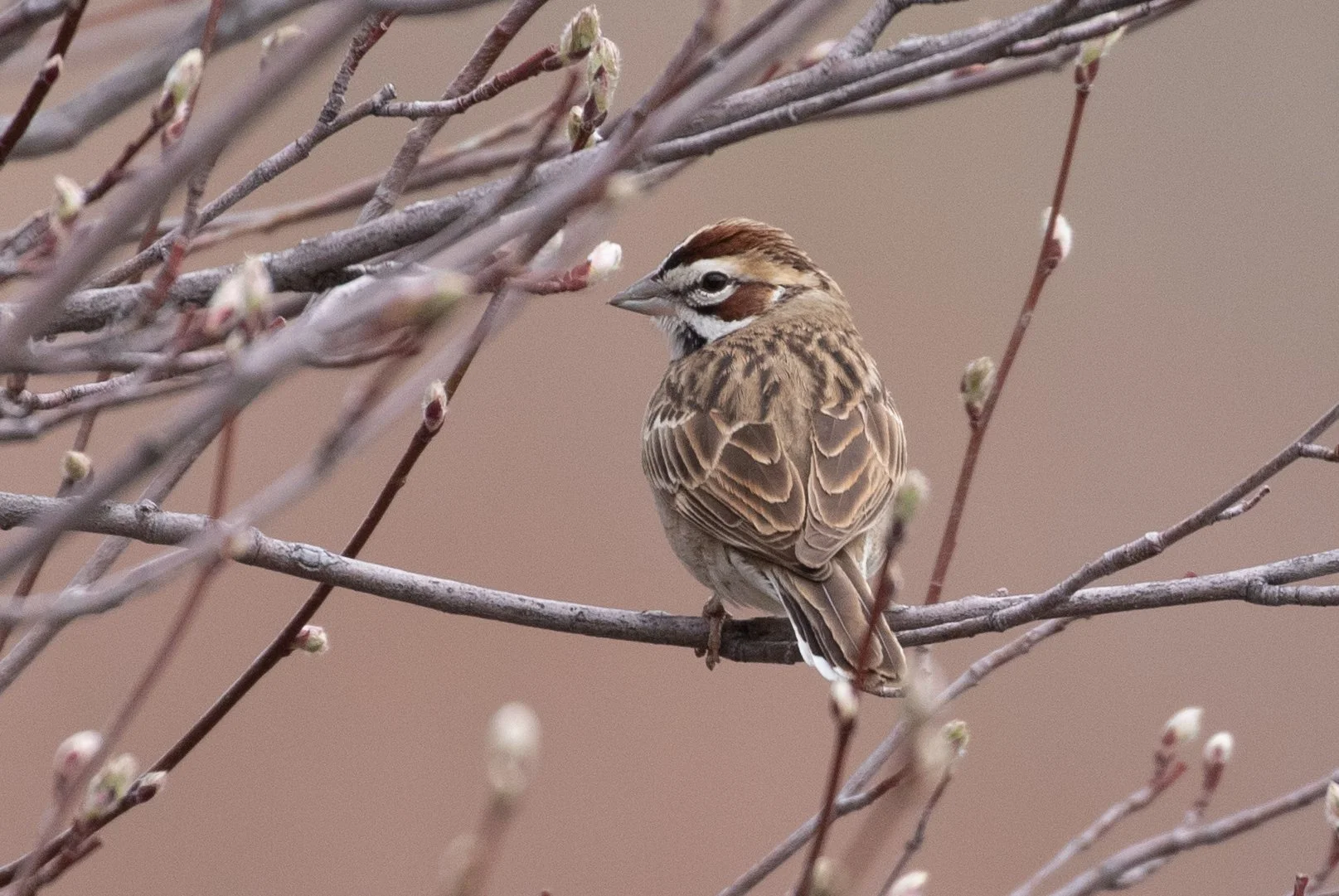 Lark sparrow