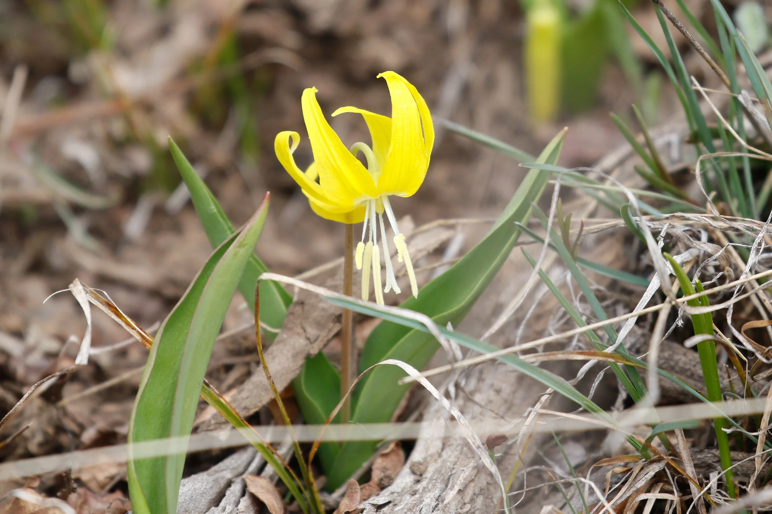 Glacier lily