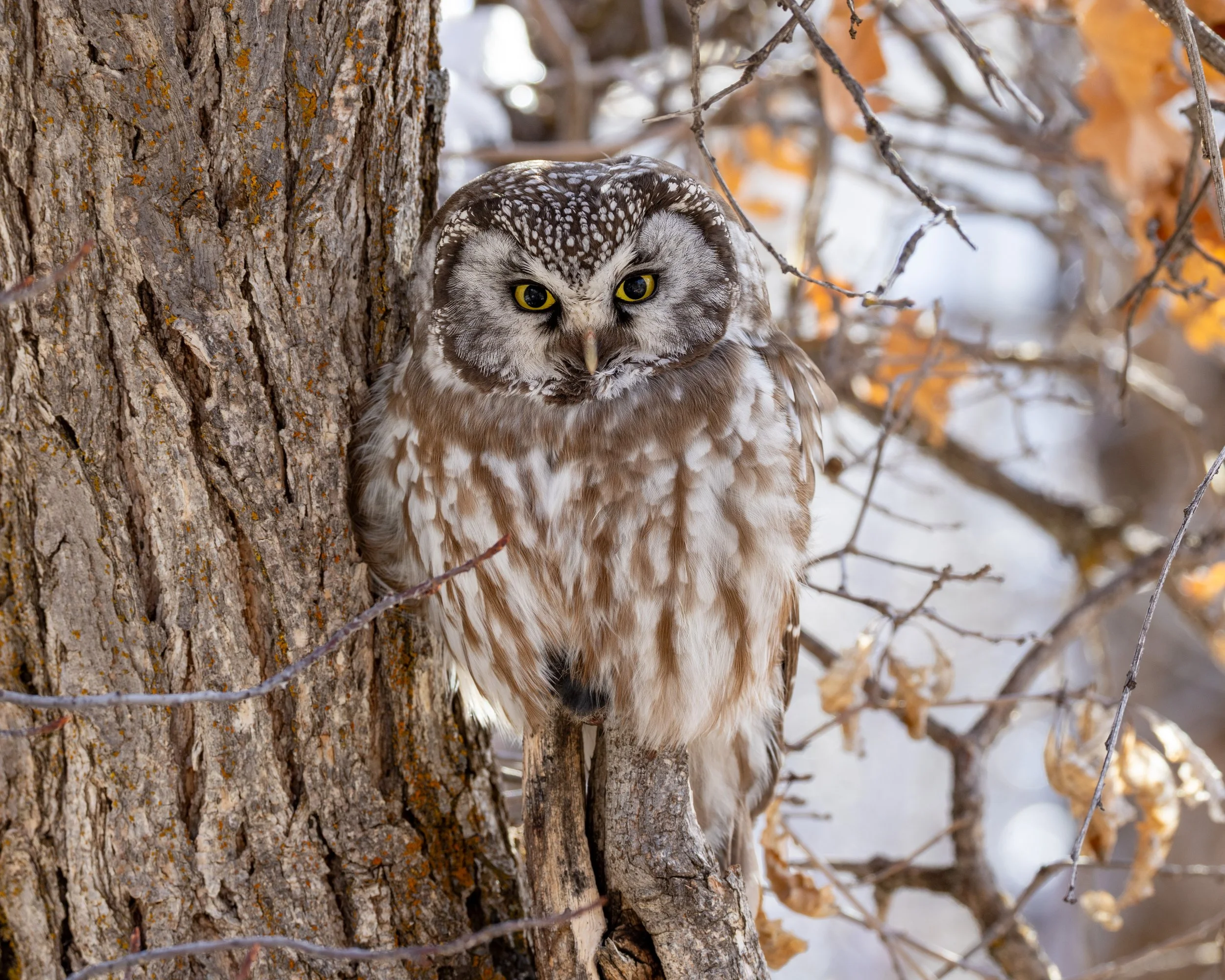 Boreal owl