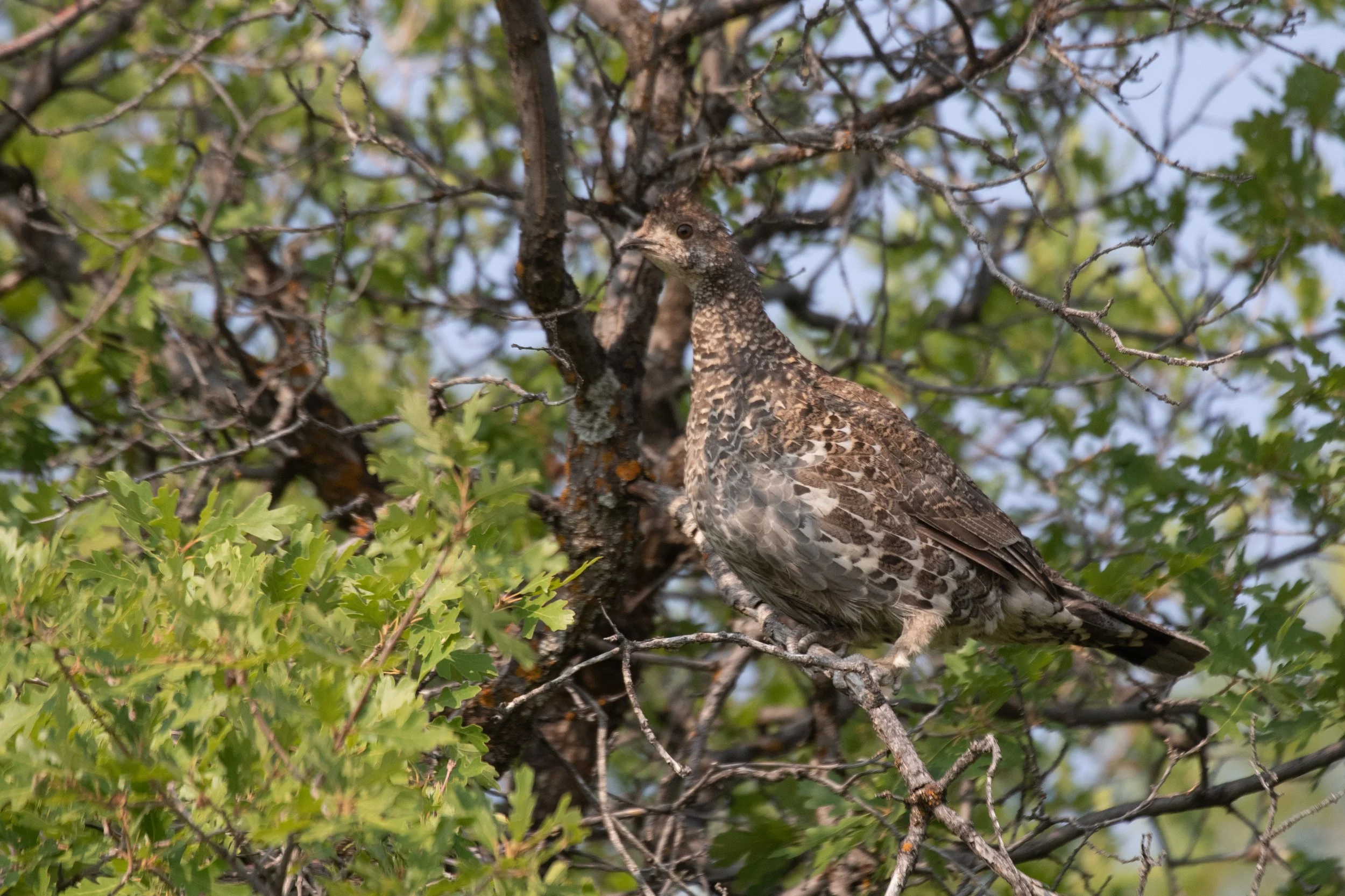 Dusky grouse
