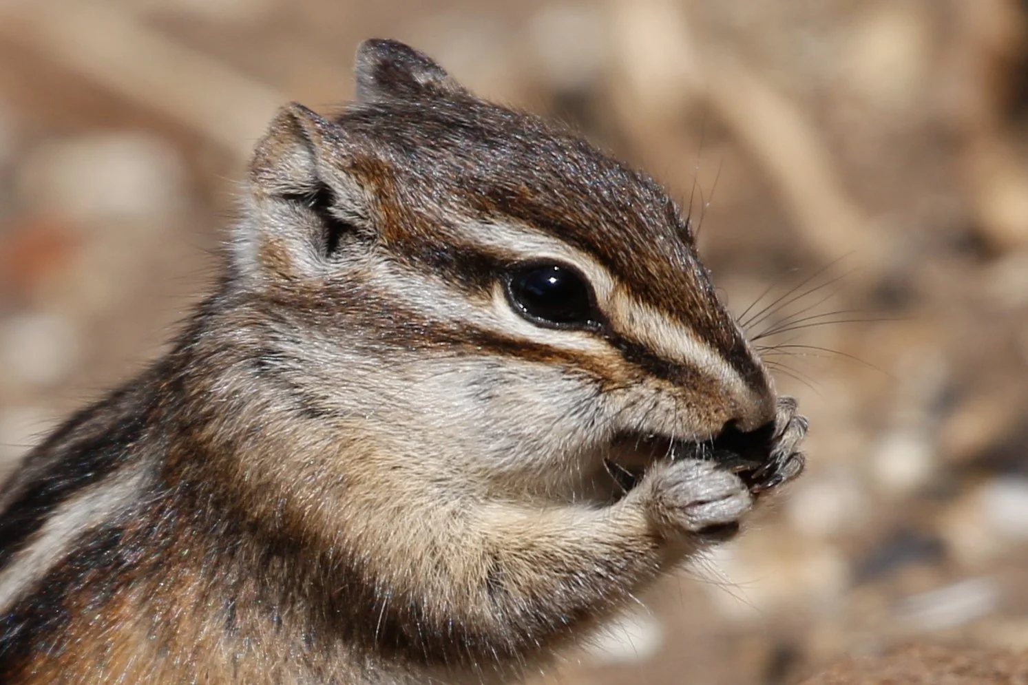 Least chipmunk