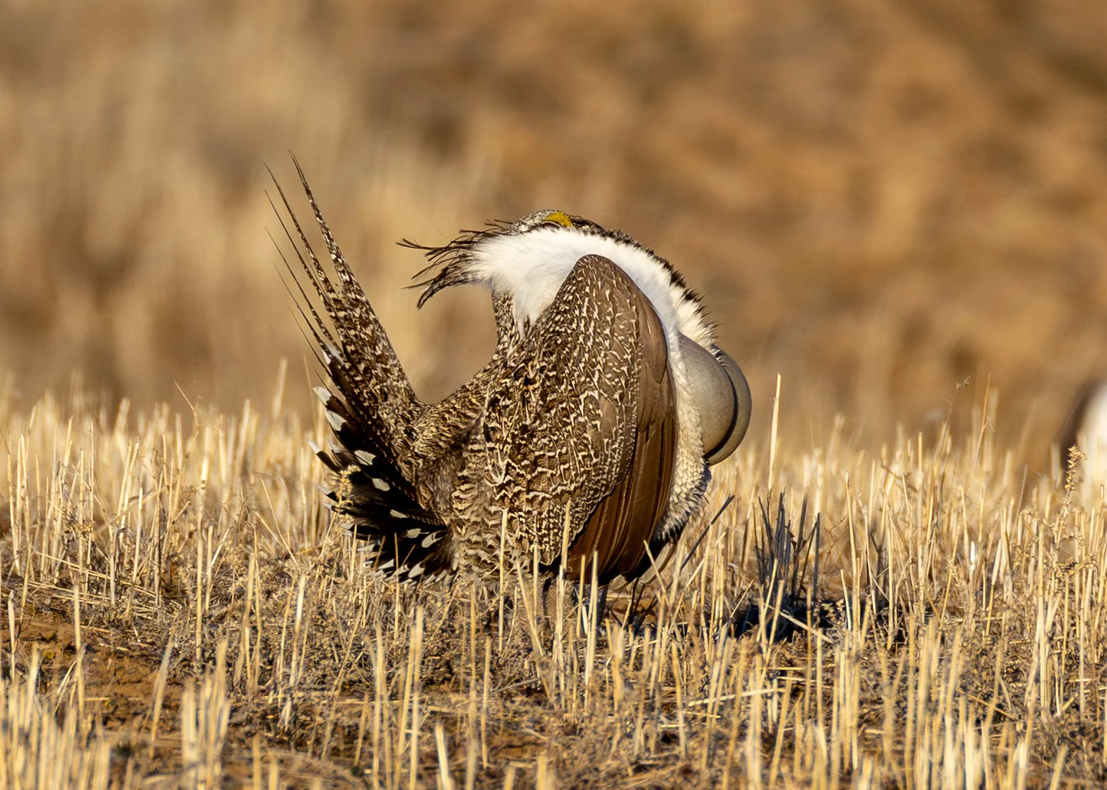 Greater sage-grouse