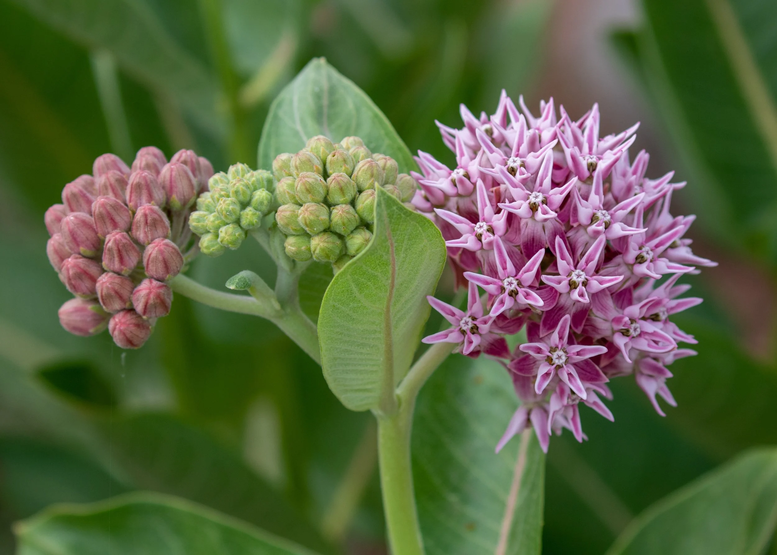 Milkweed