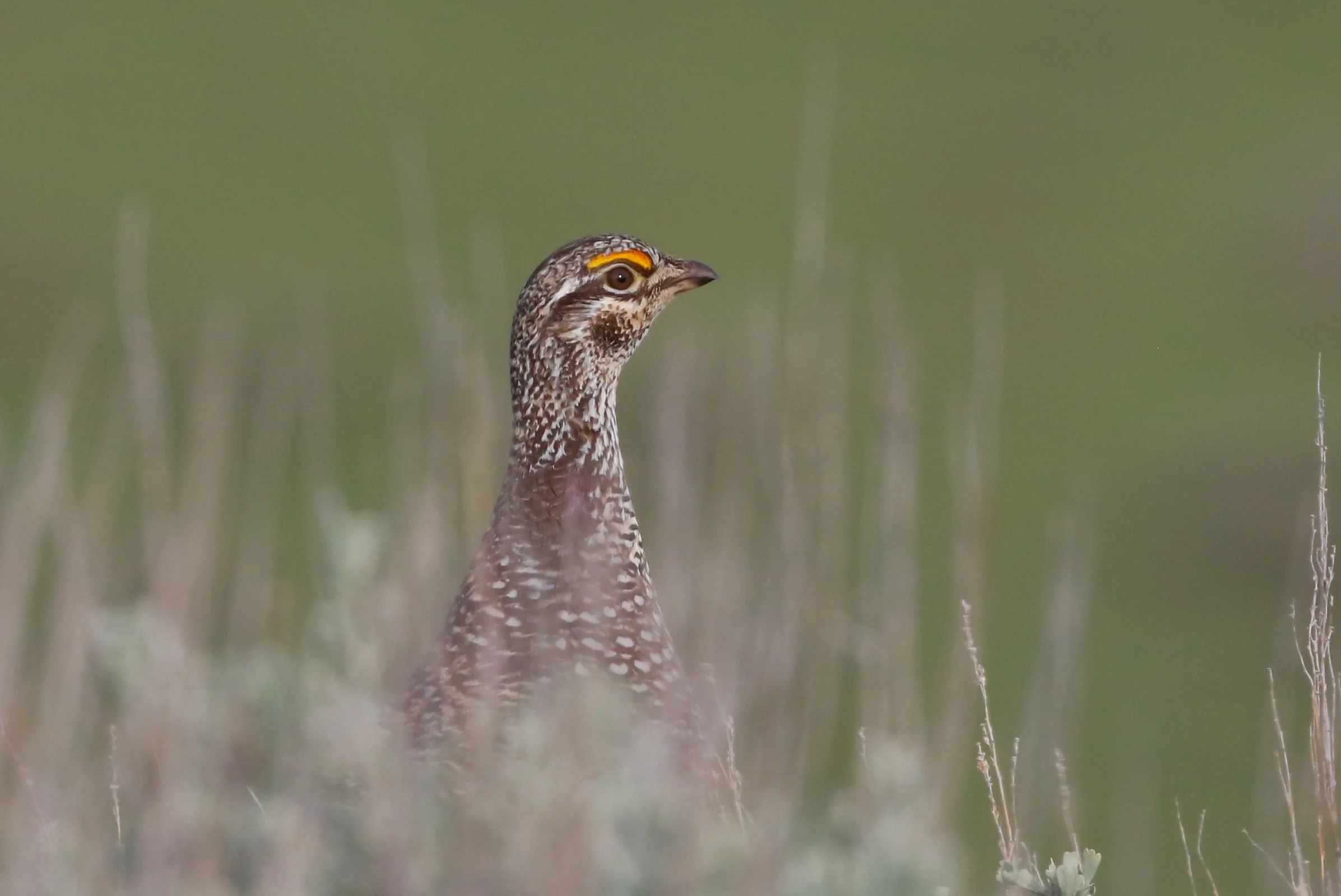 Columbian sharp-tailed grouse