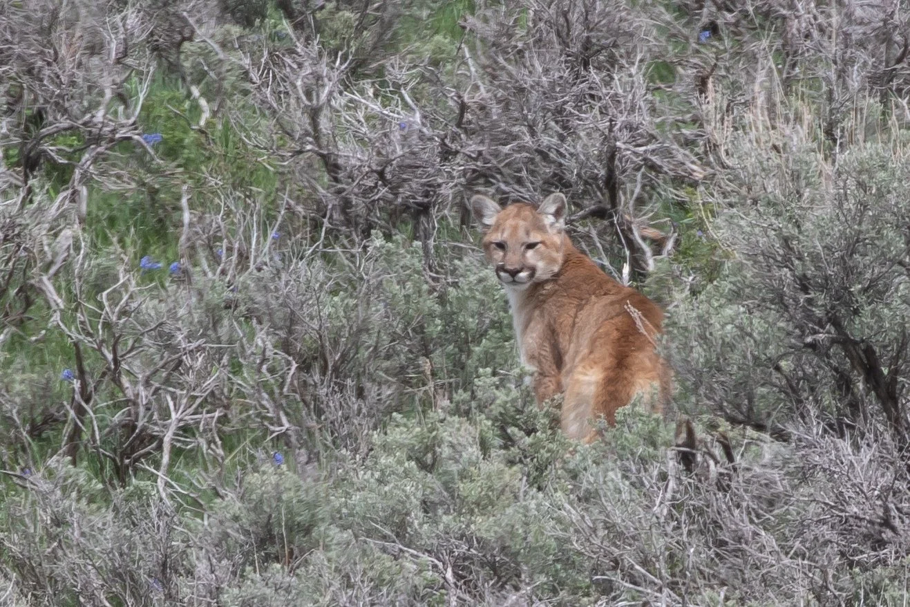 Mountain lion