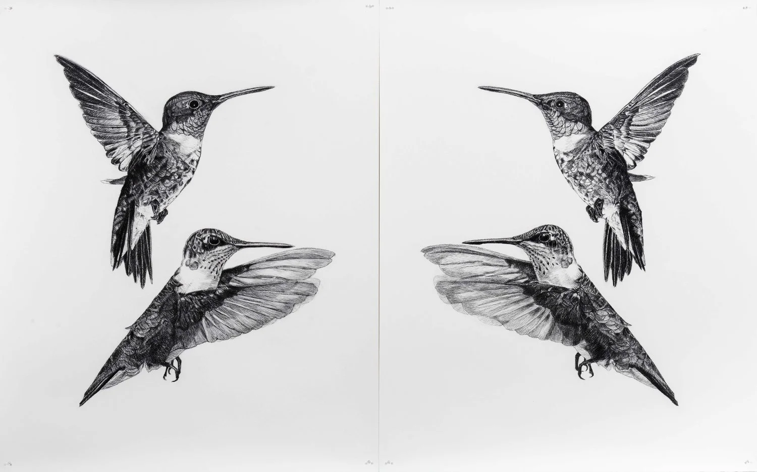   Where Do I End and You Begin (ruby-throated hummingbird) , 2019, Charbon sur papier, 59 ¾" x 96 ¾" (152 x 246 cm) (Photographie par Paul Litherland) 