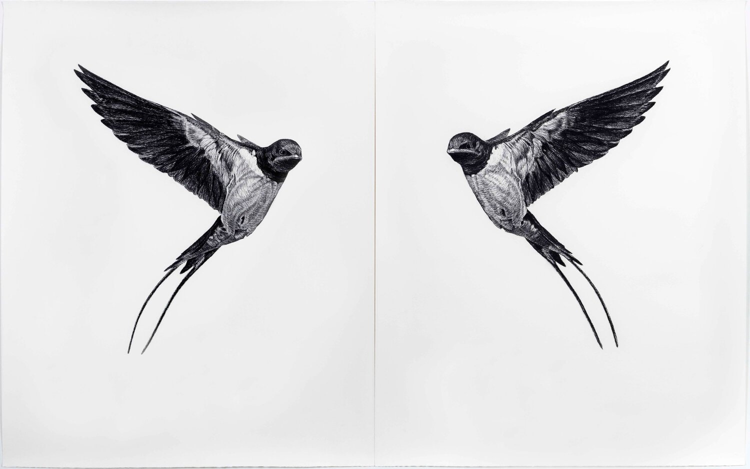   Where Do I End and You Begin (barn swallow) , 2018, Charbon sur papier, 59 ¾" x 96 ¾" (152 x 246 cm) (Photographie par Paul Litherland) 