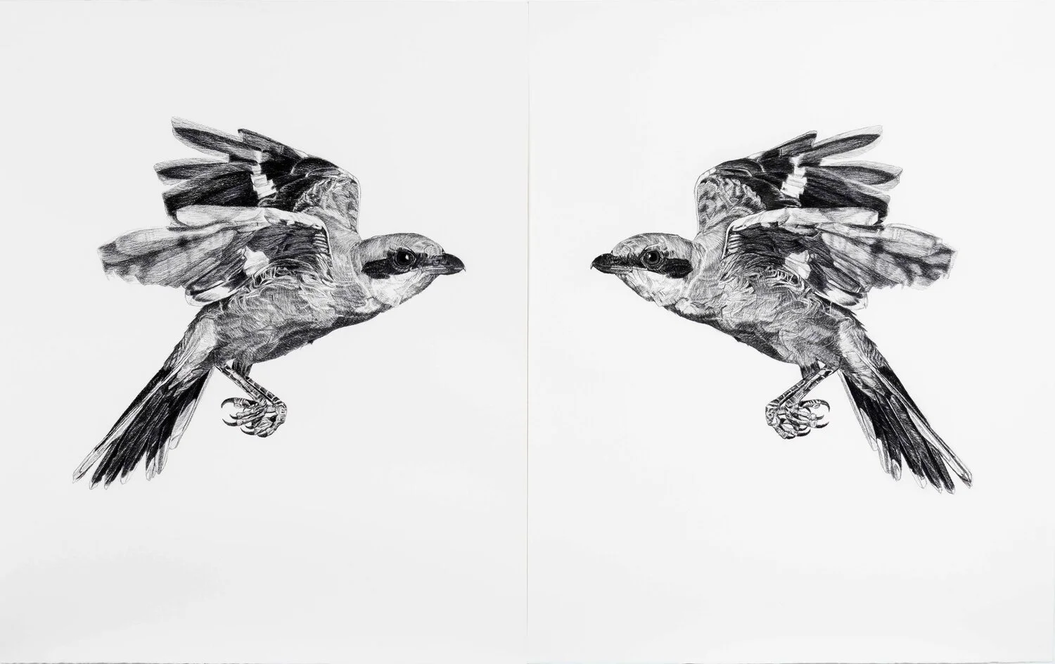   Where Do I End and You Begin (eastern loggerhead shrike) , 2019, Charbon sur papier, 59 ¾" x 96 ¾" (152 x 246 cm) (Photographie par Paul Litherland) 