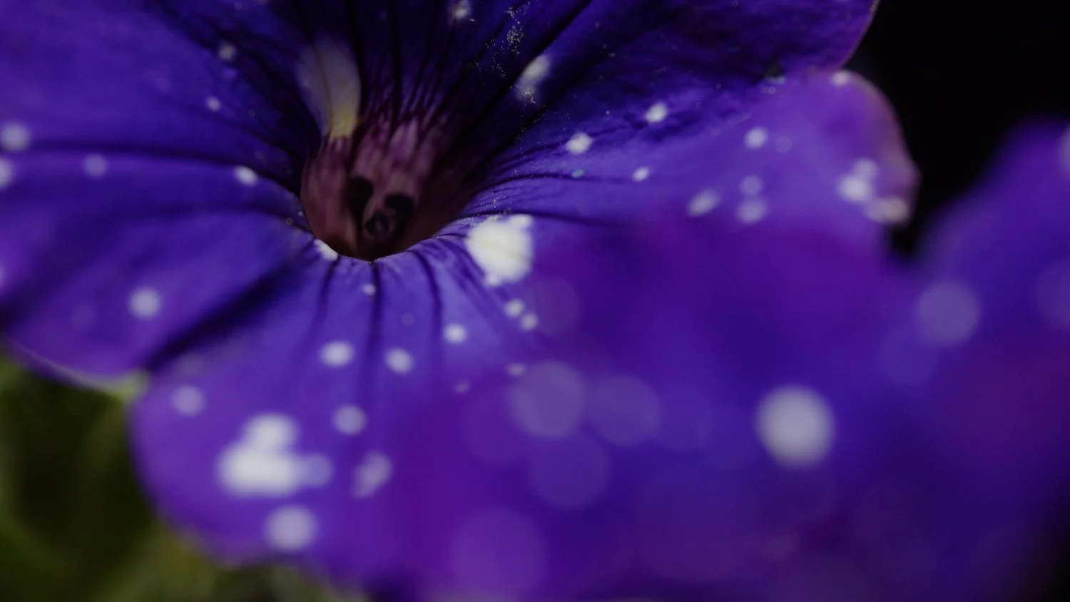 07-axelle-ebony-munezero-moonflower.jpg