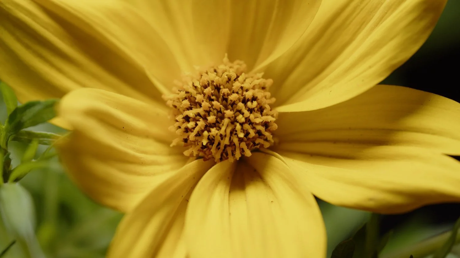 08-axelle-ebony-munezero-moonflower.jpg