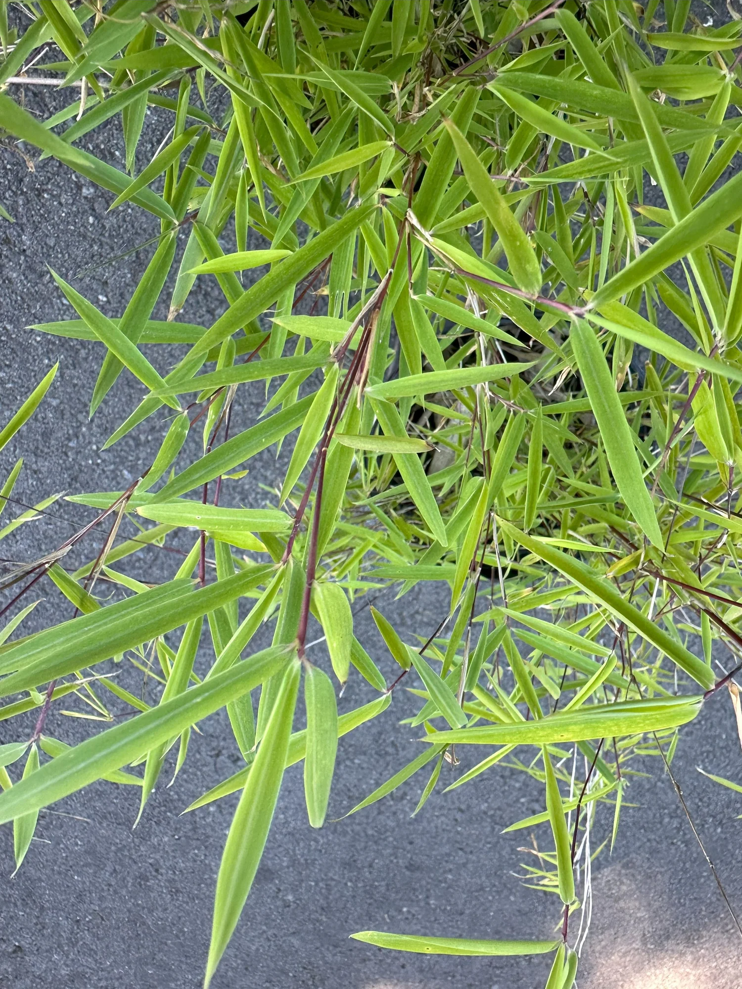 Fargesia nitida 'Nymphenburg'  Tradewinds Bamboo Nursery
