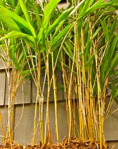 Chimonobambusa marmorea 'Variegata'