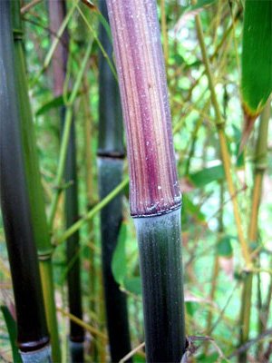 Phyllostachys aureosulcata 'Yellow Groove Bamboo' p2.jpg