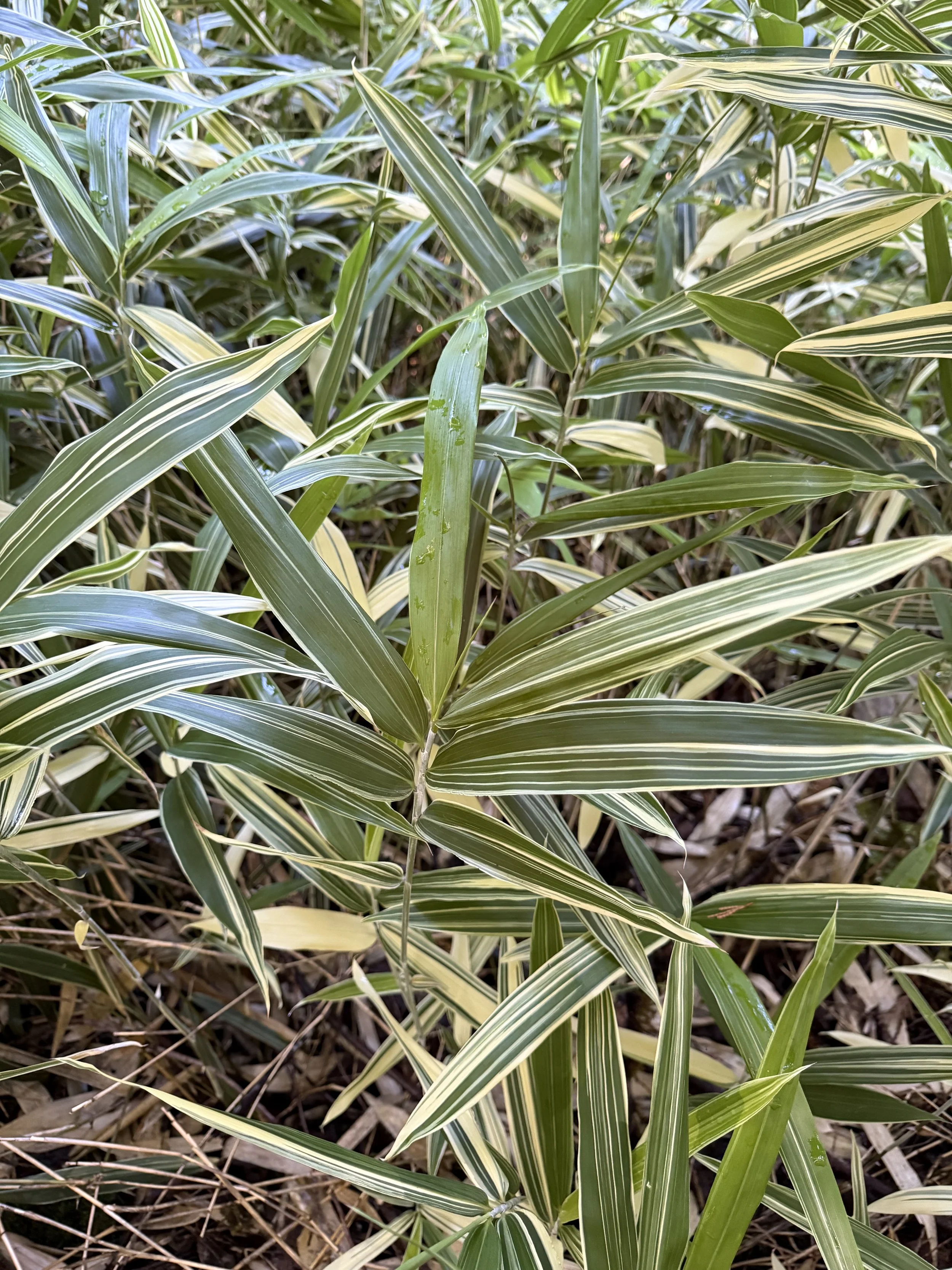 Hibanobambusa tranquilans 'Shiroshima'